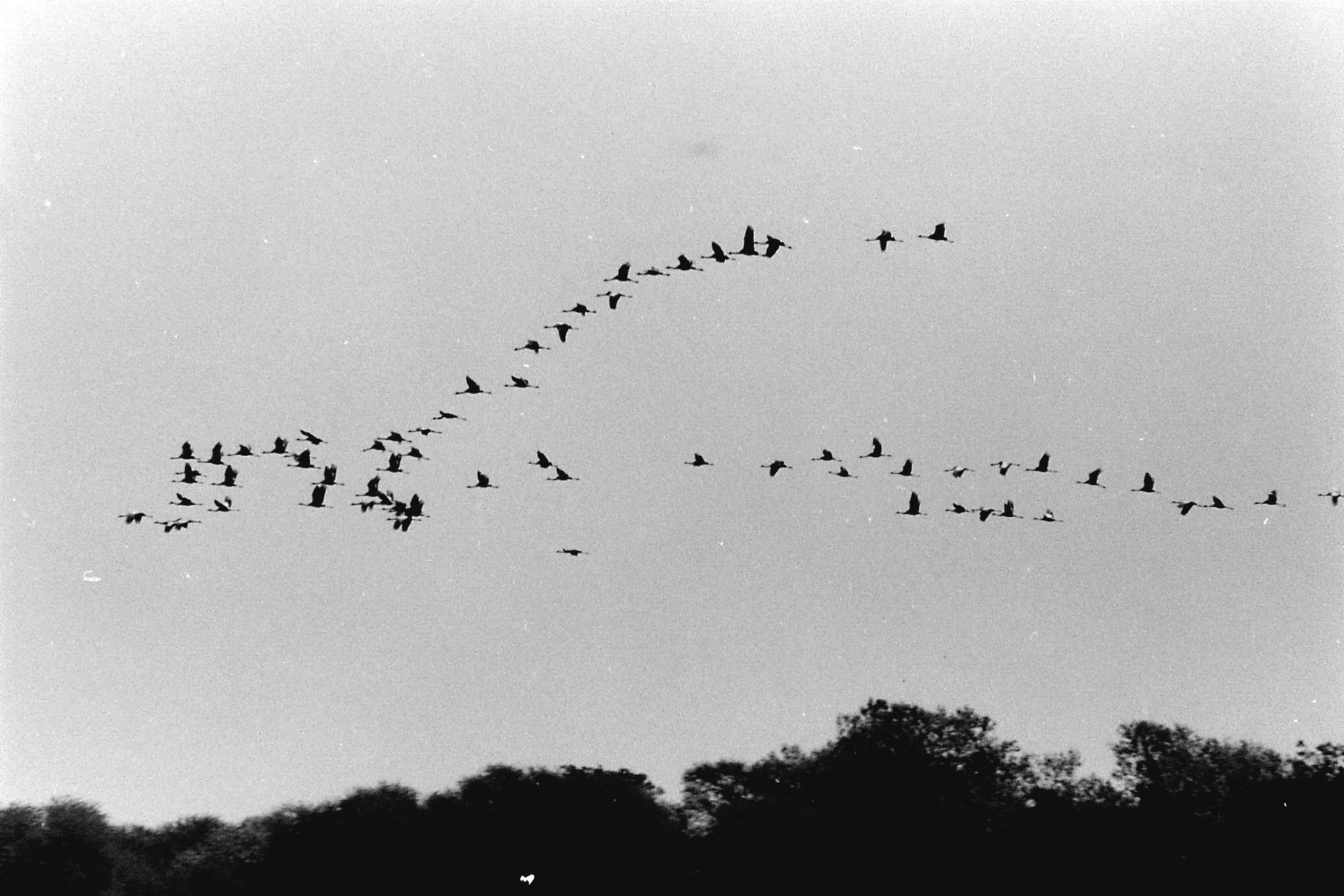 1/4/1990: 10: Bharatpur Common cranes