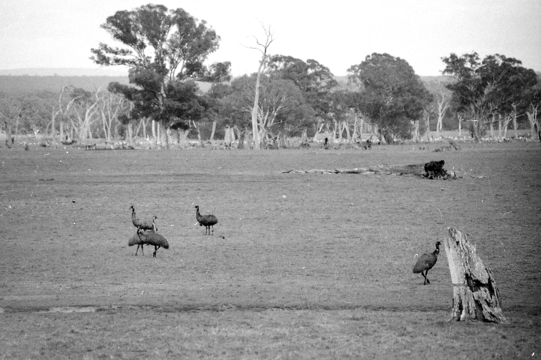 22/9/1990: 1: nr Buandik Grampians