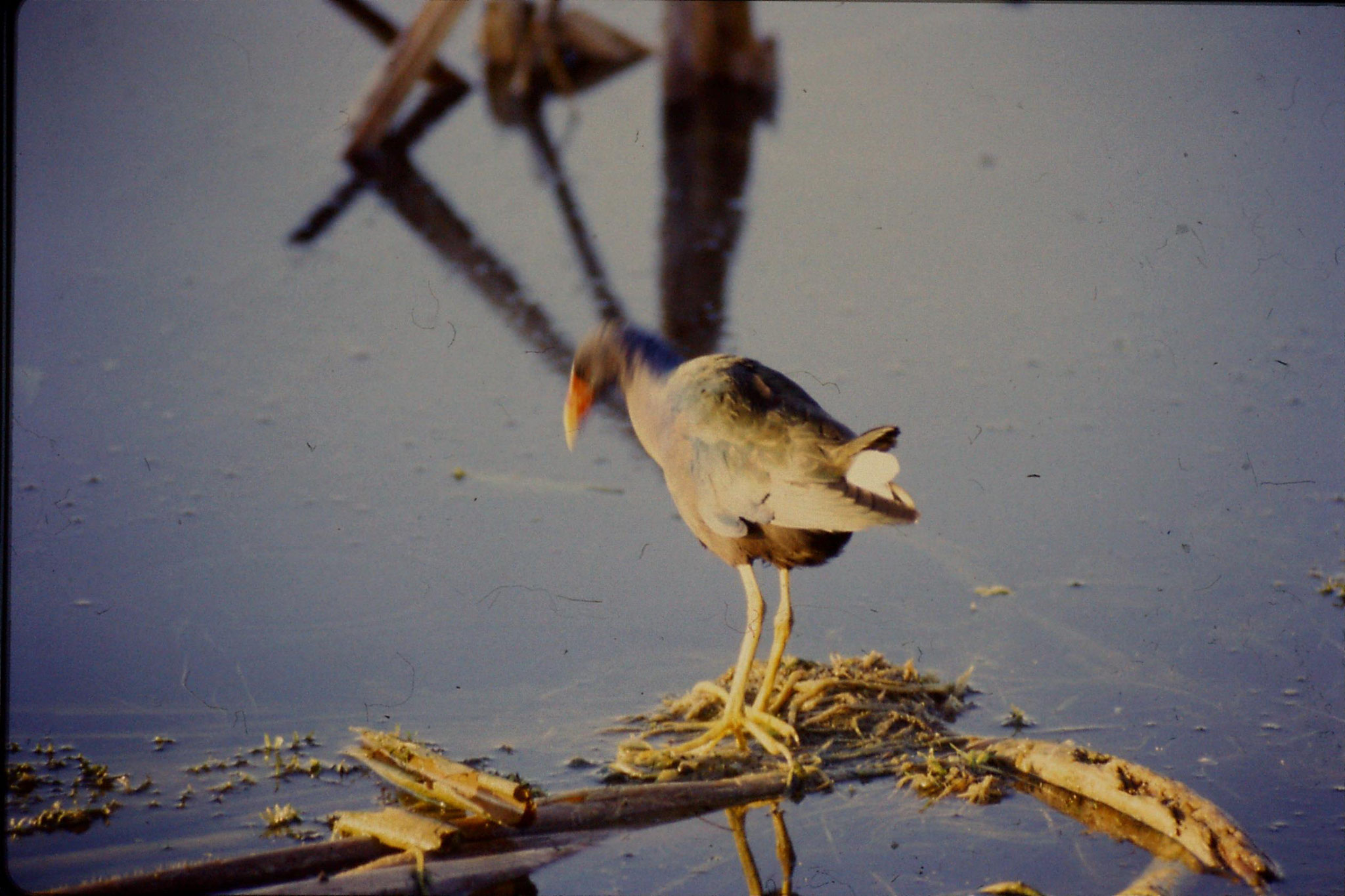 7/3/1991: 23: Loxahatchee Purple Gallinule