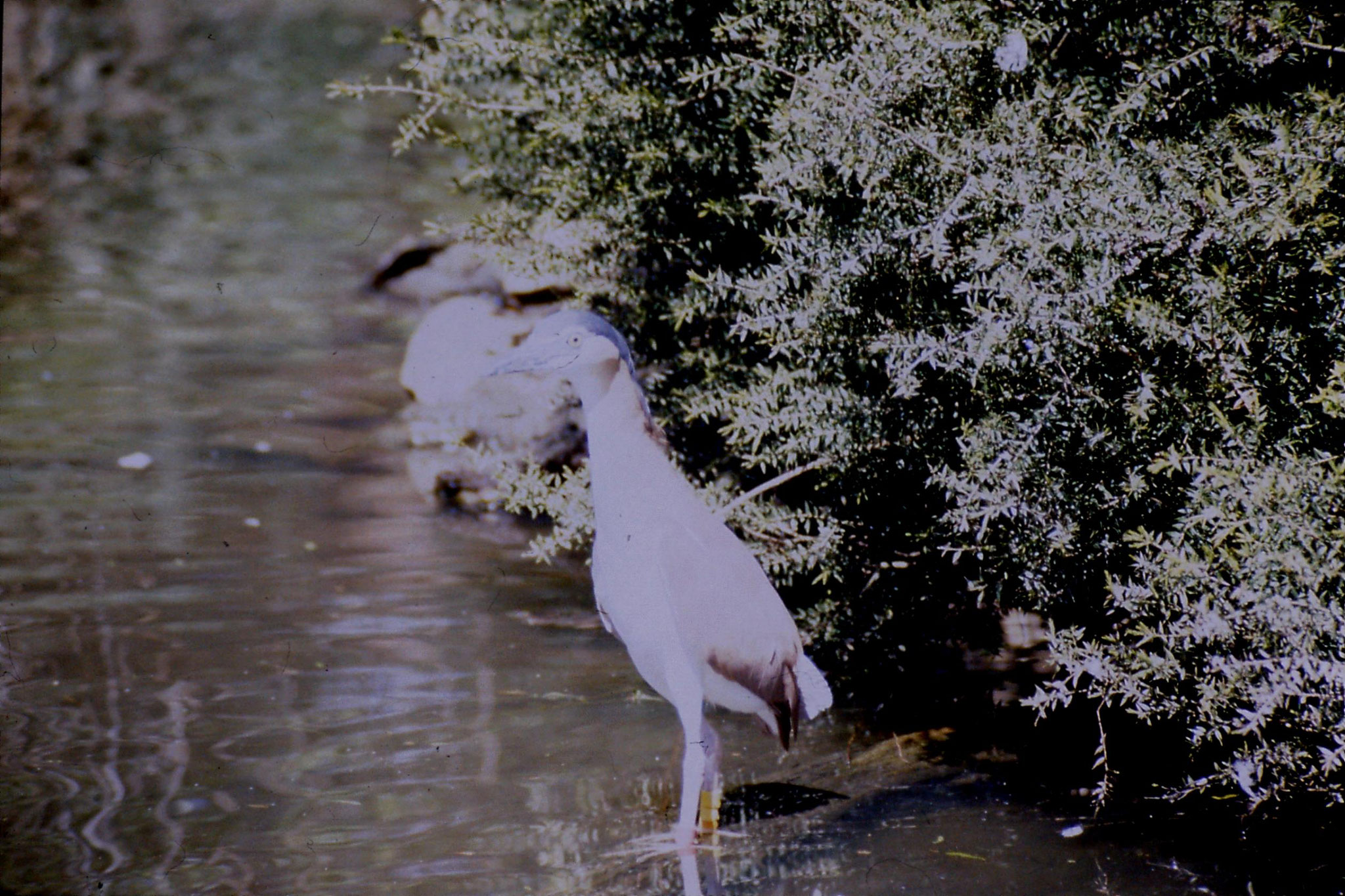 4/10/1990: 12: Healesville  Sanctuary, night heron