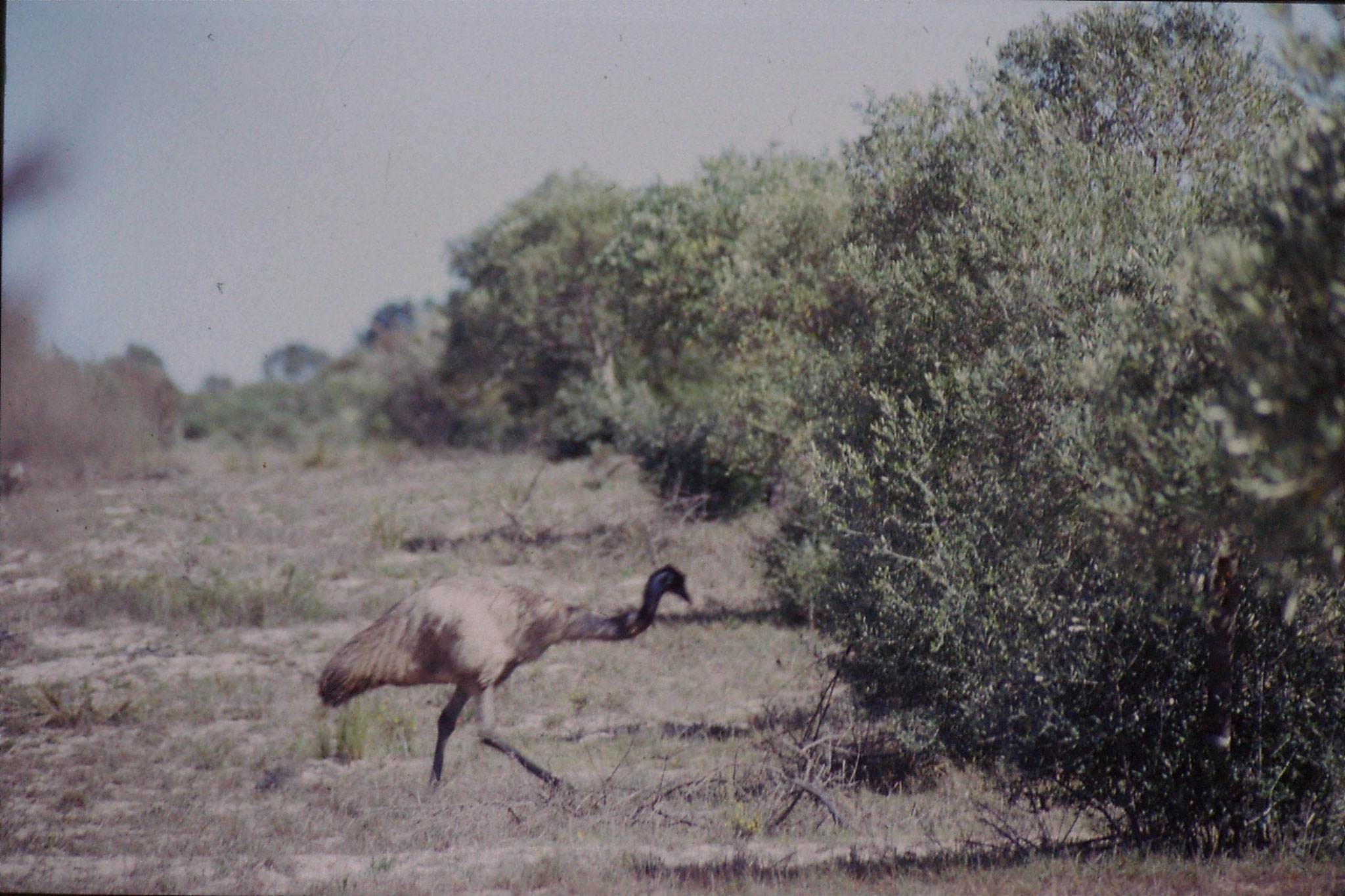 23/9/1990: 14: Little Desert, emu