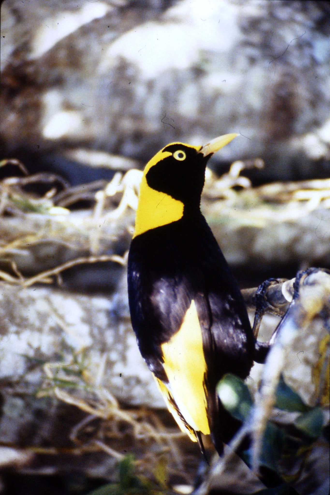 13/10/1990: 9: Mt Lamington, female satin bower bird