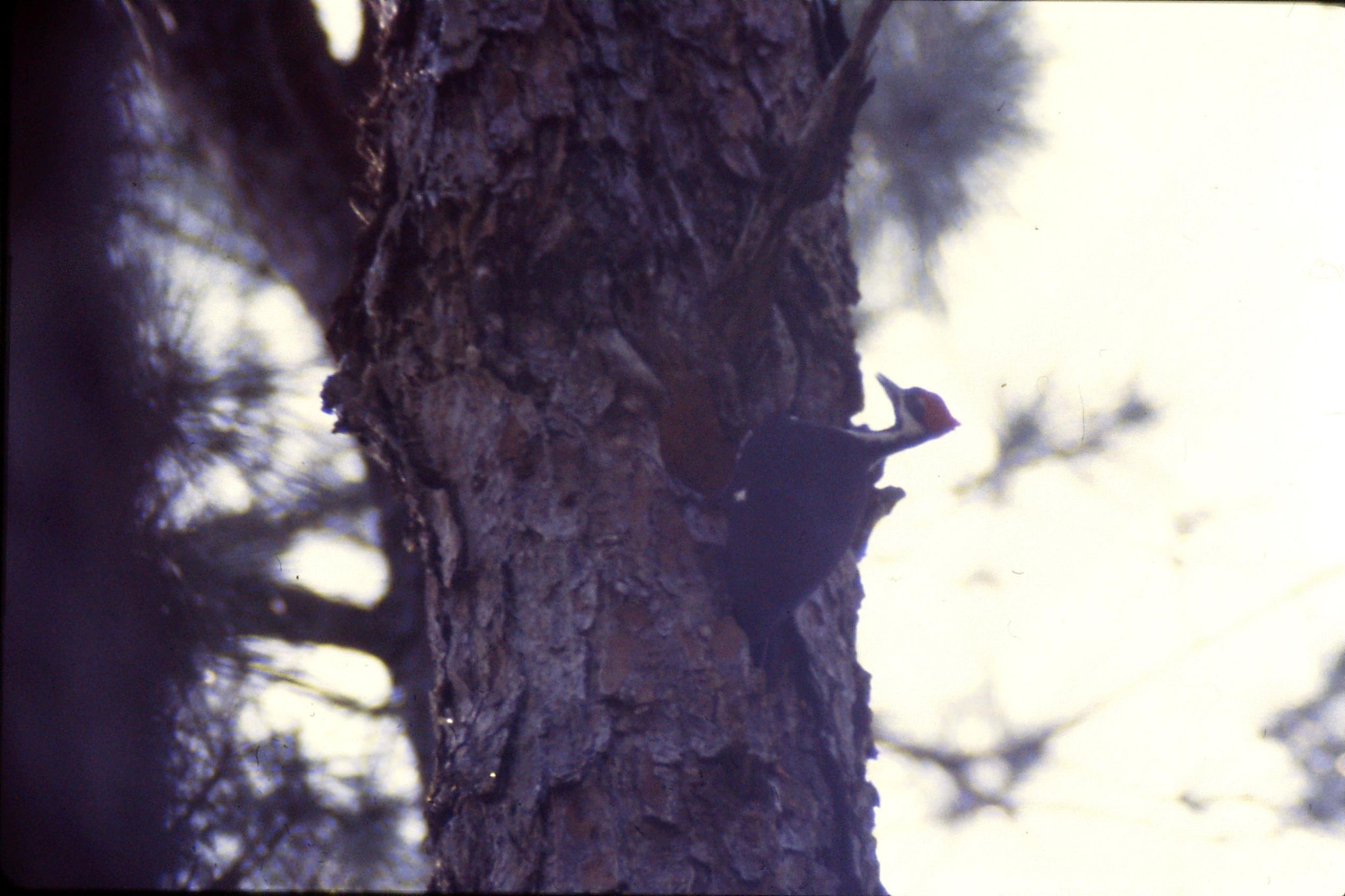 13/3/1991: 15: Okefenokee Swamp