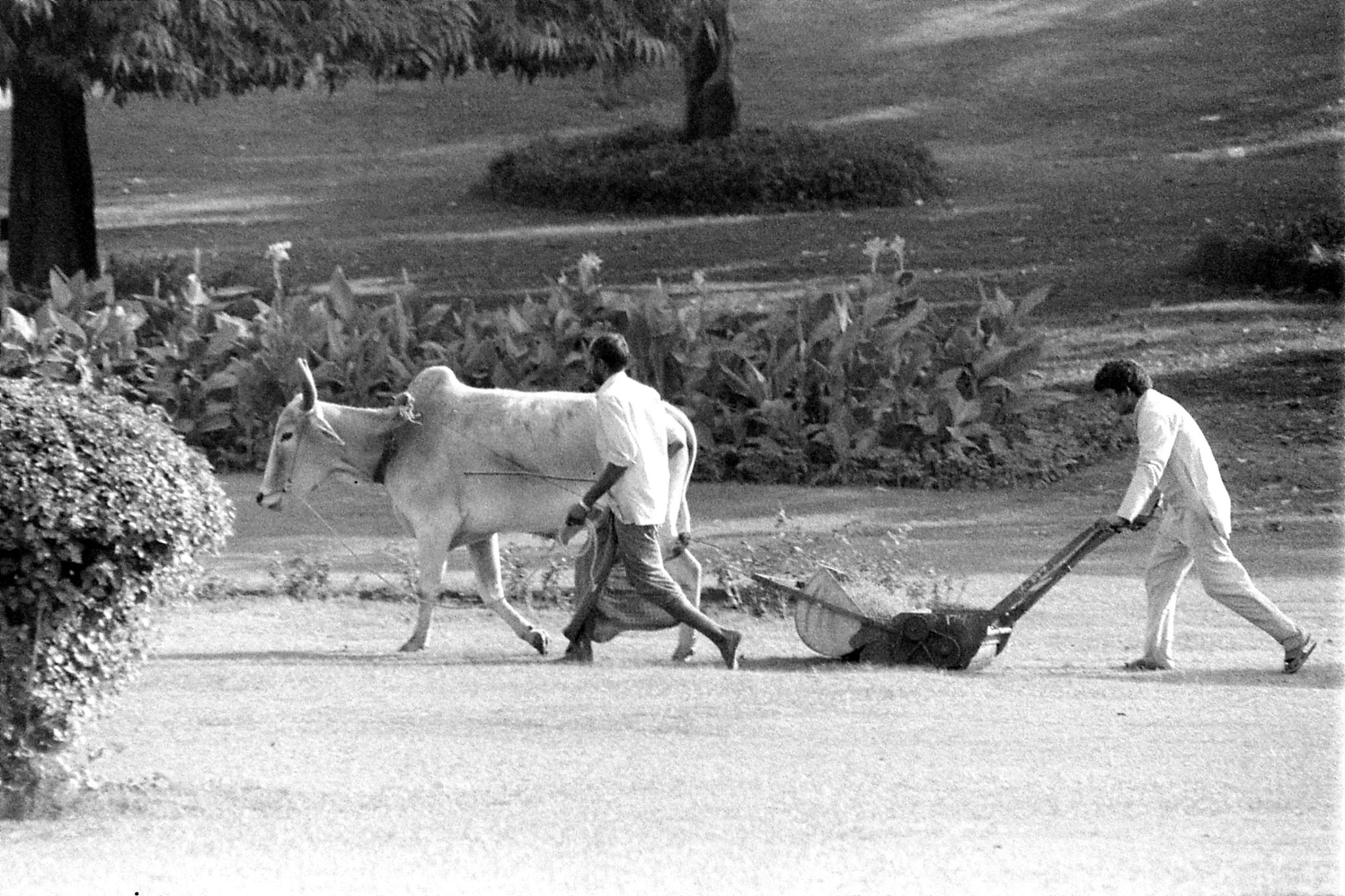 24/11/1989: 19: New Delhi Raj Ghat bullock lawn mower