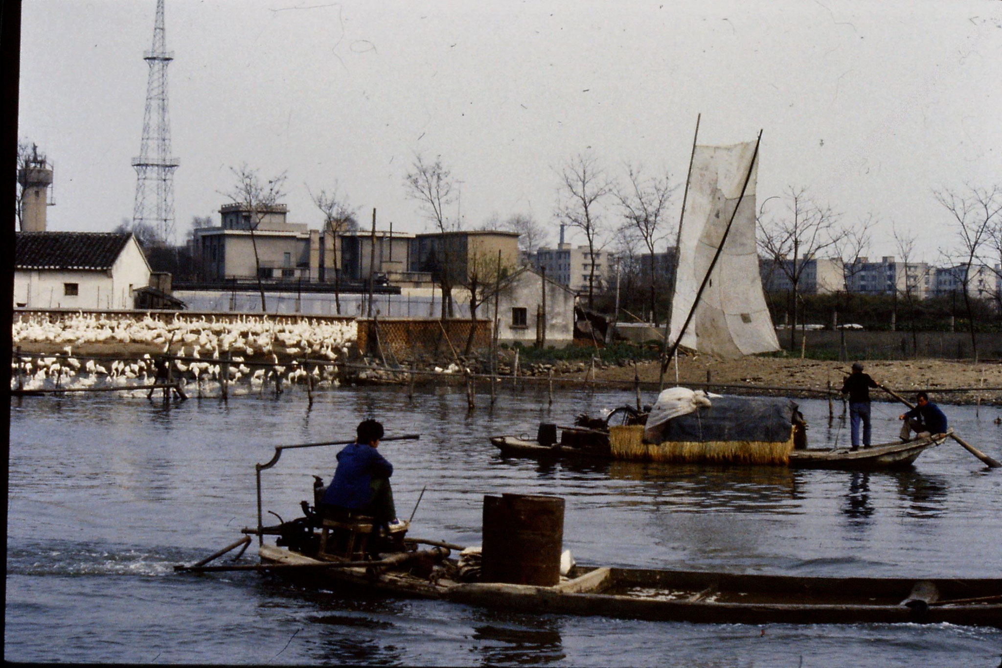 22/3/1989: 6: Suzhou: geese farm