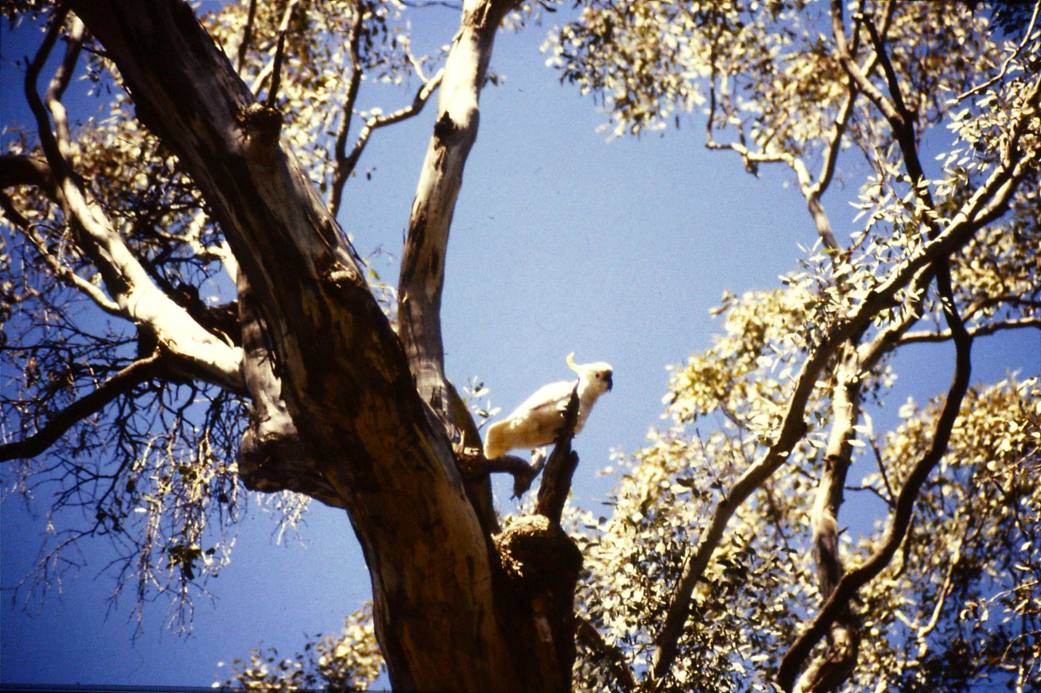 27/9/1990: 25: Eildon, cockatoo