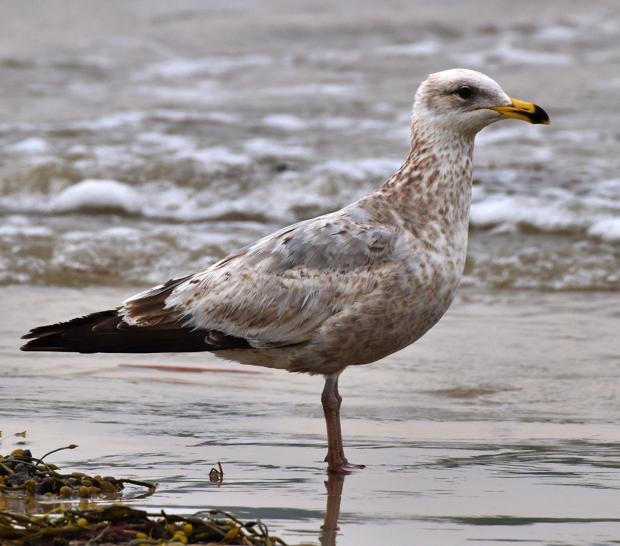 Herring Gull