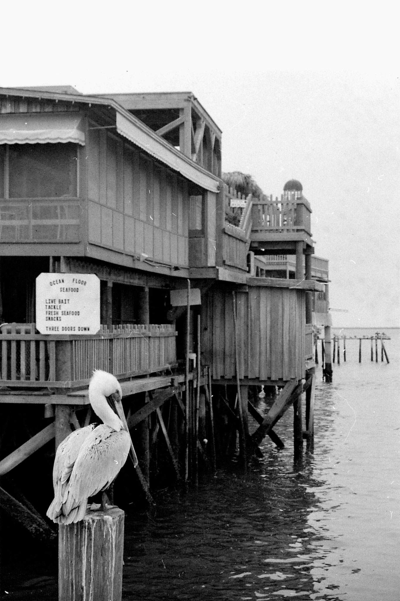 4/1/1991: 35: Cedar Key