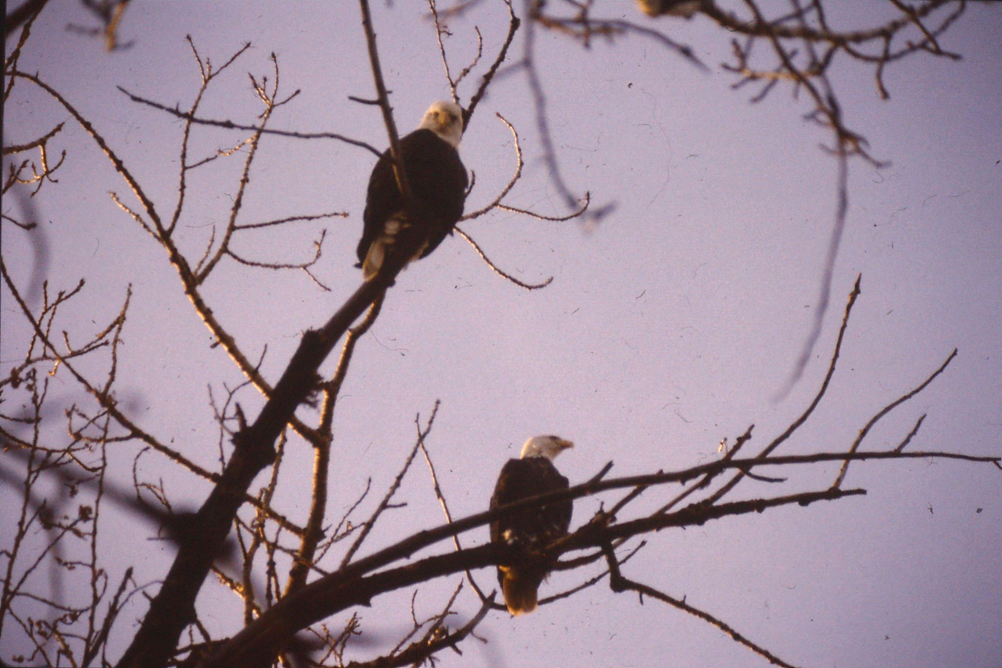 25/1/1991: 1: Boise