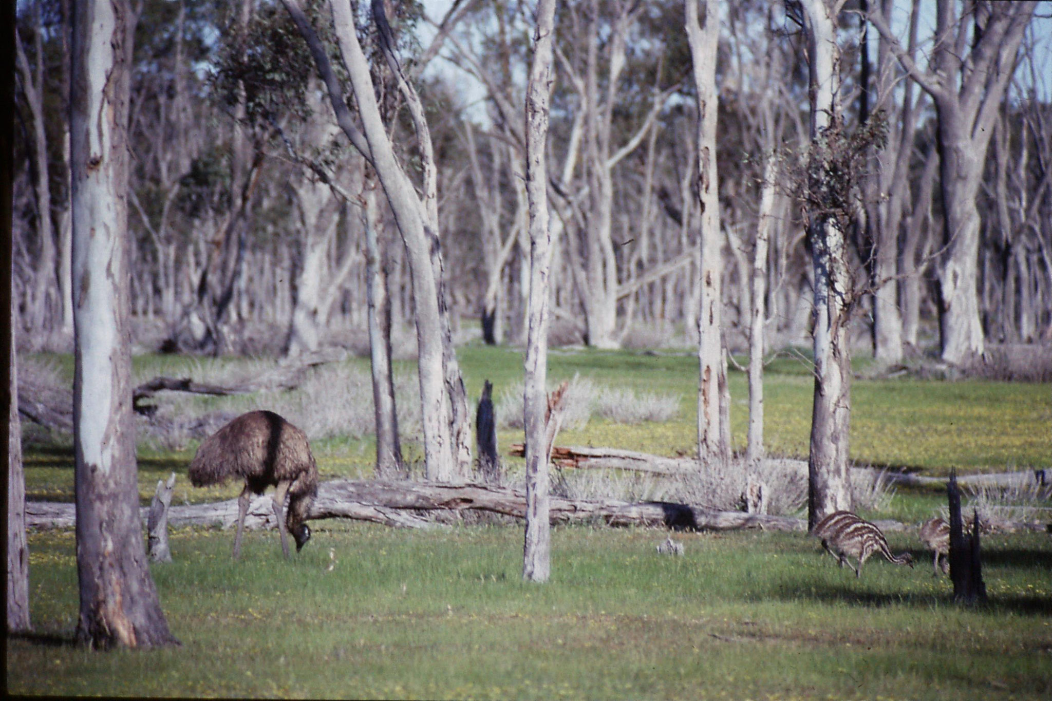 23/9/1990: 23: emu and five chicks