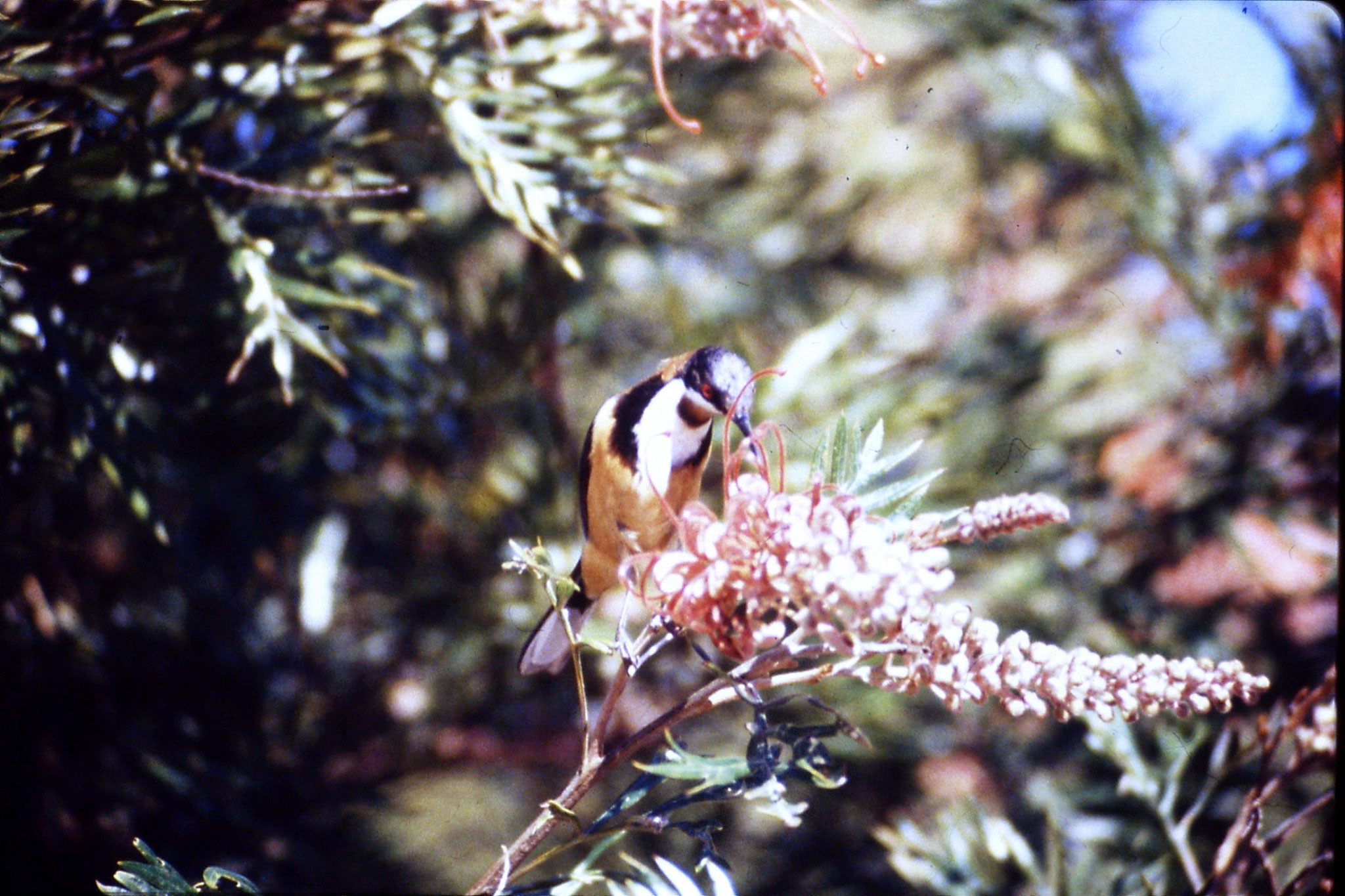 13/10/1990: 15: Mt Lamington, spinebill