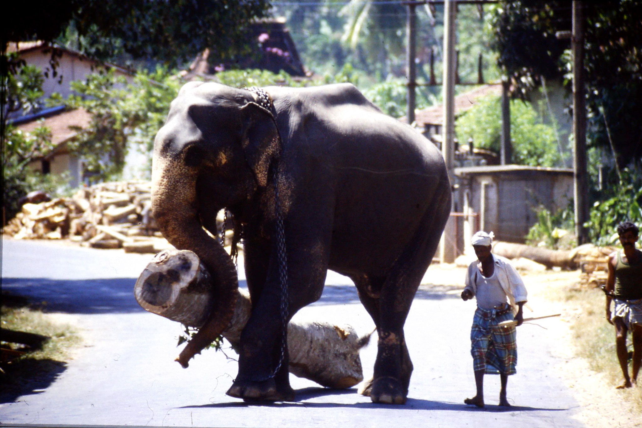 3/2/1989: 7: elephant with log crossing road