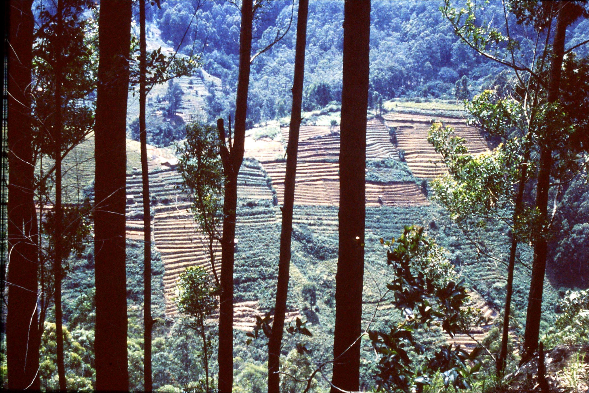 1/2/1990: 17: tea terraces above Boralanda on way to Horton Plains