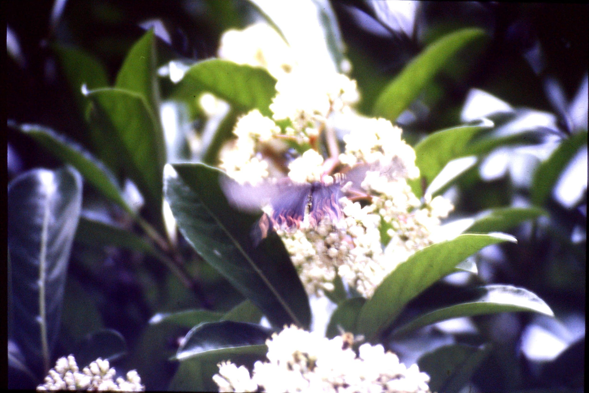 8/6/1989: 14: Hangzhou, black butterfly with orange spots