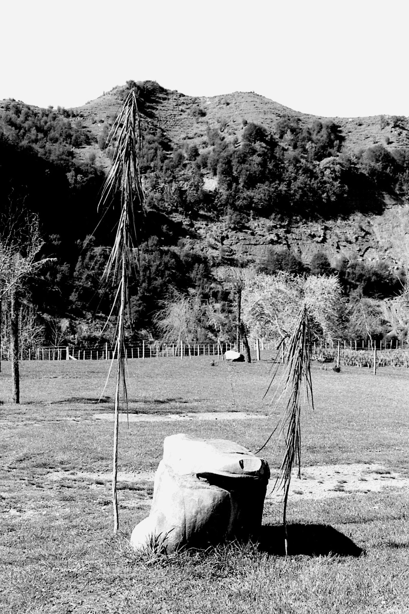 29/8/1990: 0: Tangarakan, young lancewood (as trees mature leaves point up)