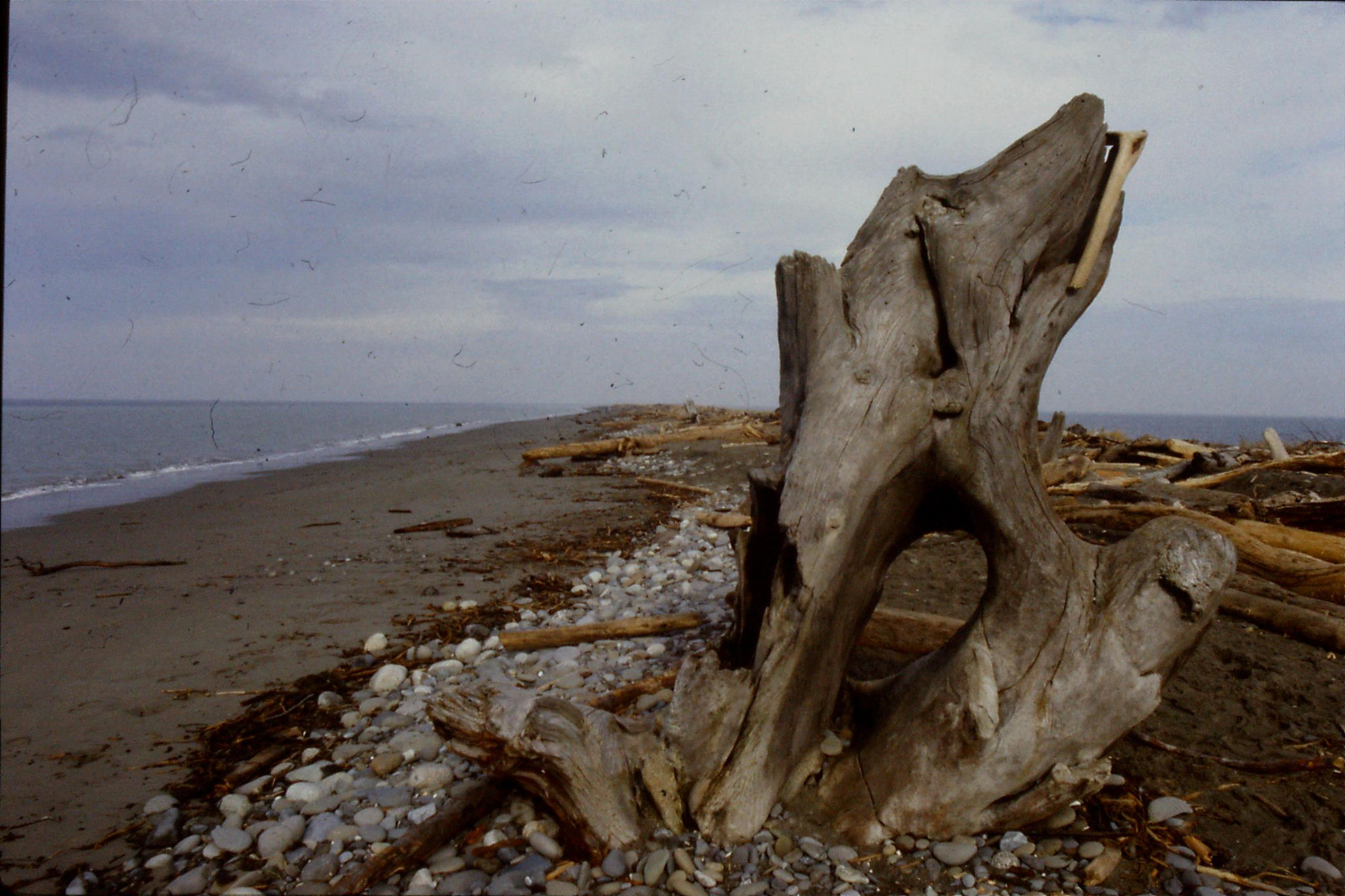 11/2/1991: 28: Dungeness Spit