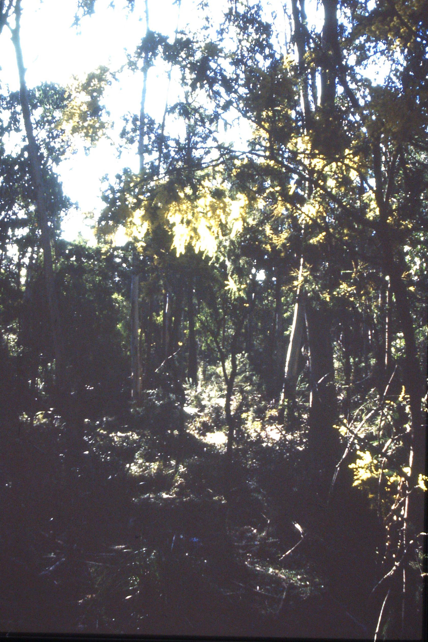 27/9/1990: 30: wattle and eucalyptus forest near Mt Buffalo