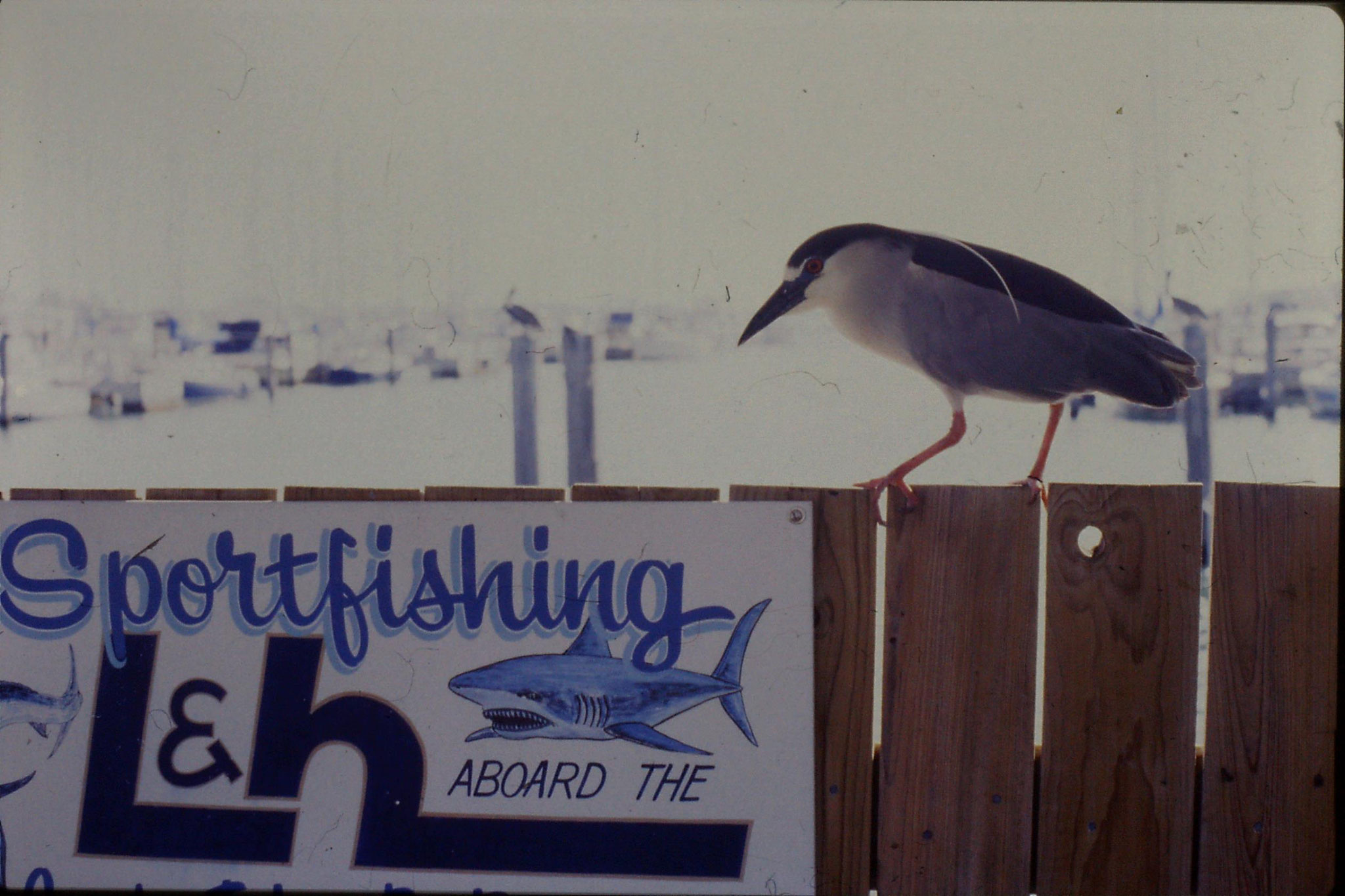 11/3/1991: 6: Flagler Beach