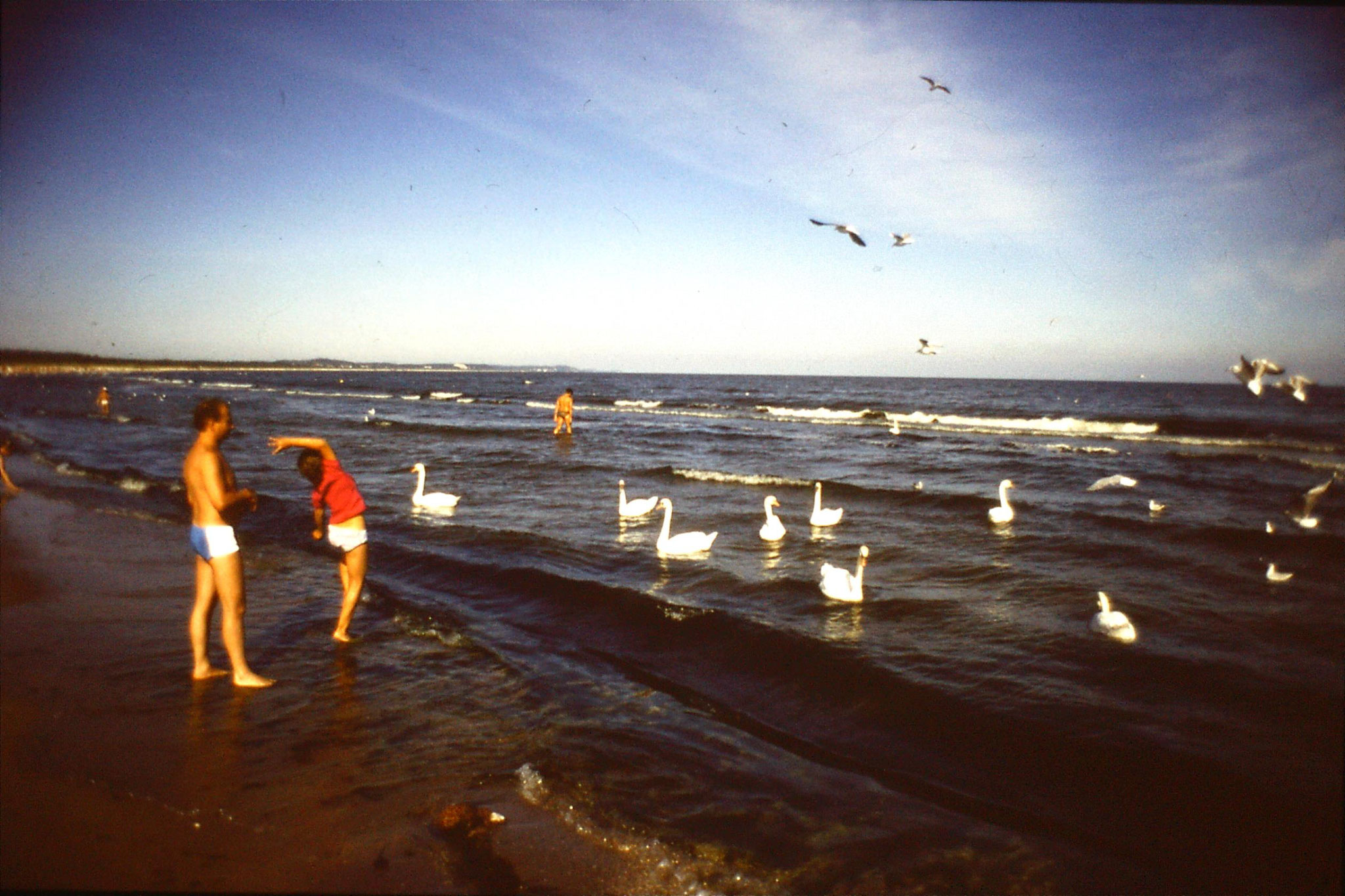 30/8/1988: 13: Swinoujscie, swans on beach