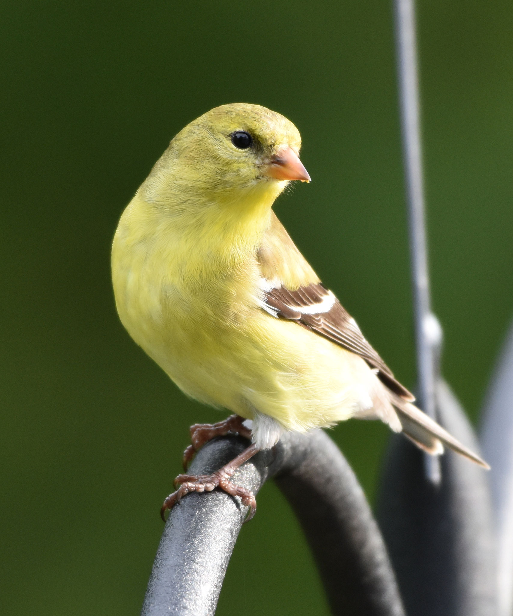 American Goldfinch