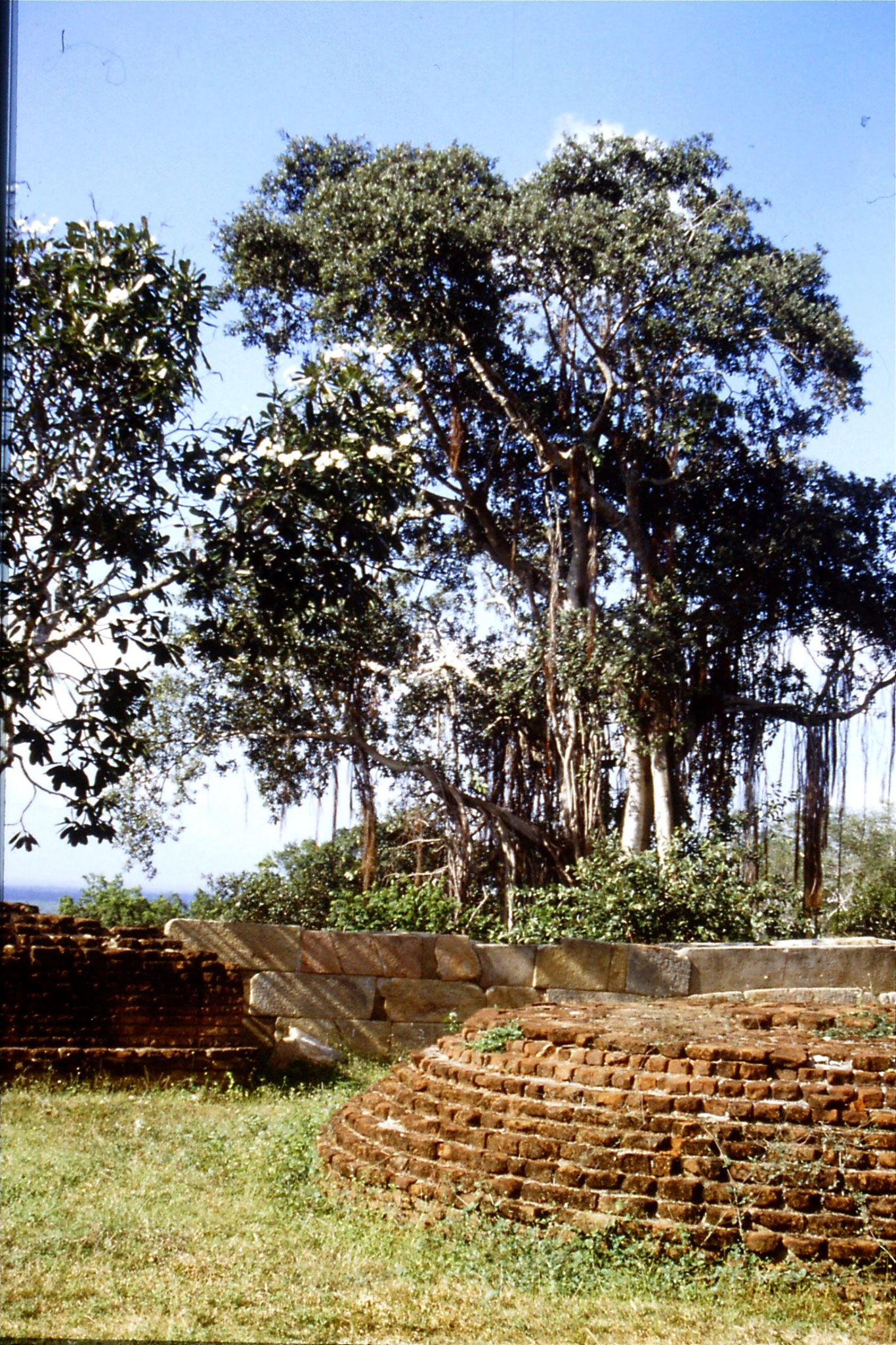 104/0: 8/2/1990 Banyan tree and frangipani at Mihintale
