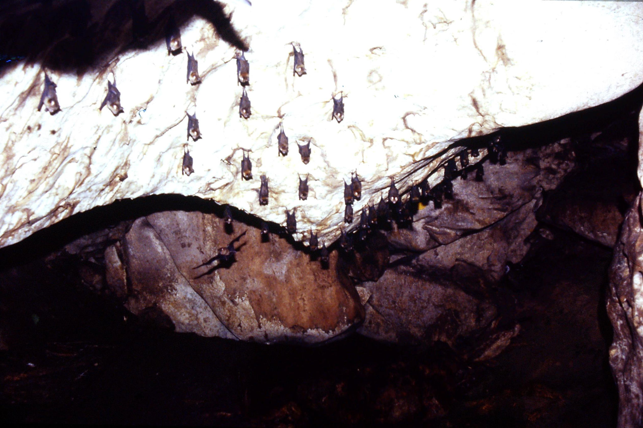 26/6/1990: 17: Tamen Negara bat cave