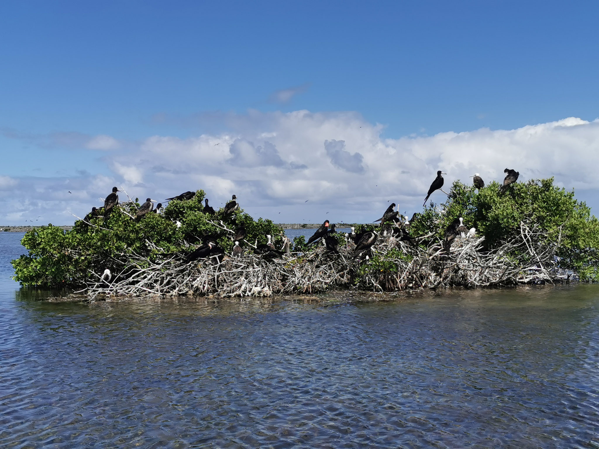 Magnificent Frigatebird