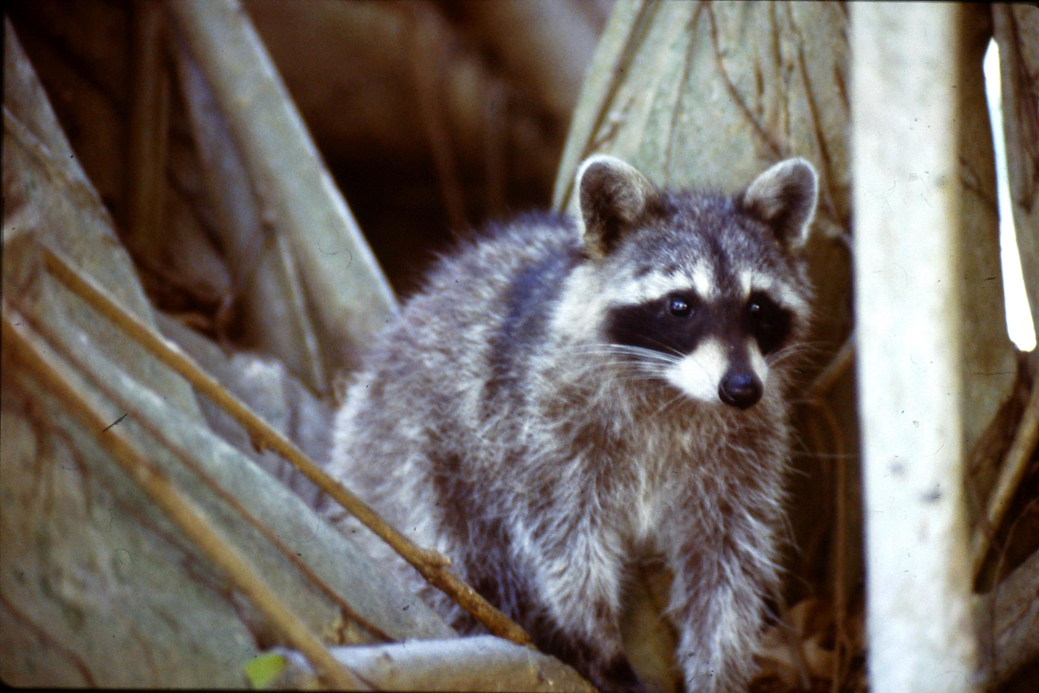 8/3/1991: 1: Key Biscayne raccoon