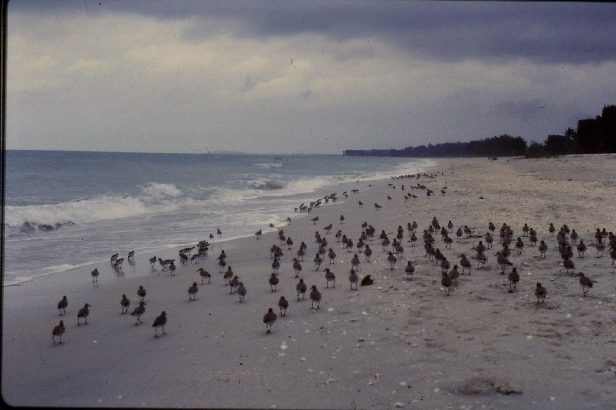 25/2/1991: 6: Sanibel Florida red knots