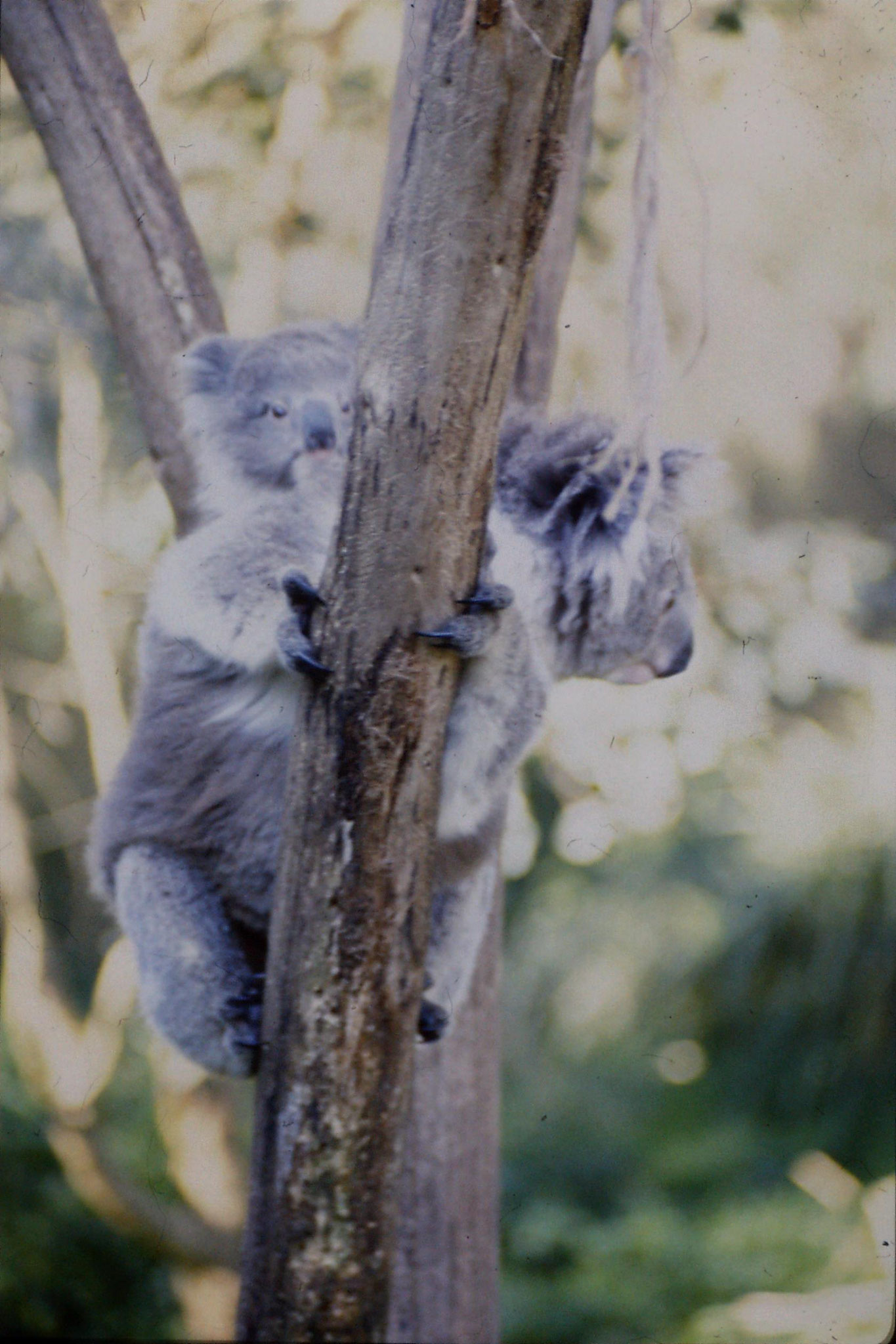 4/10/1990: 23: Healesville  Sanctuary, koalas