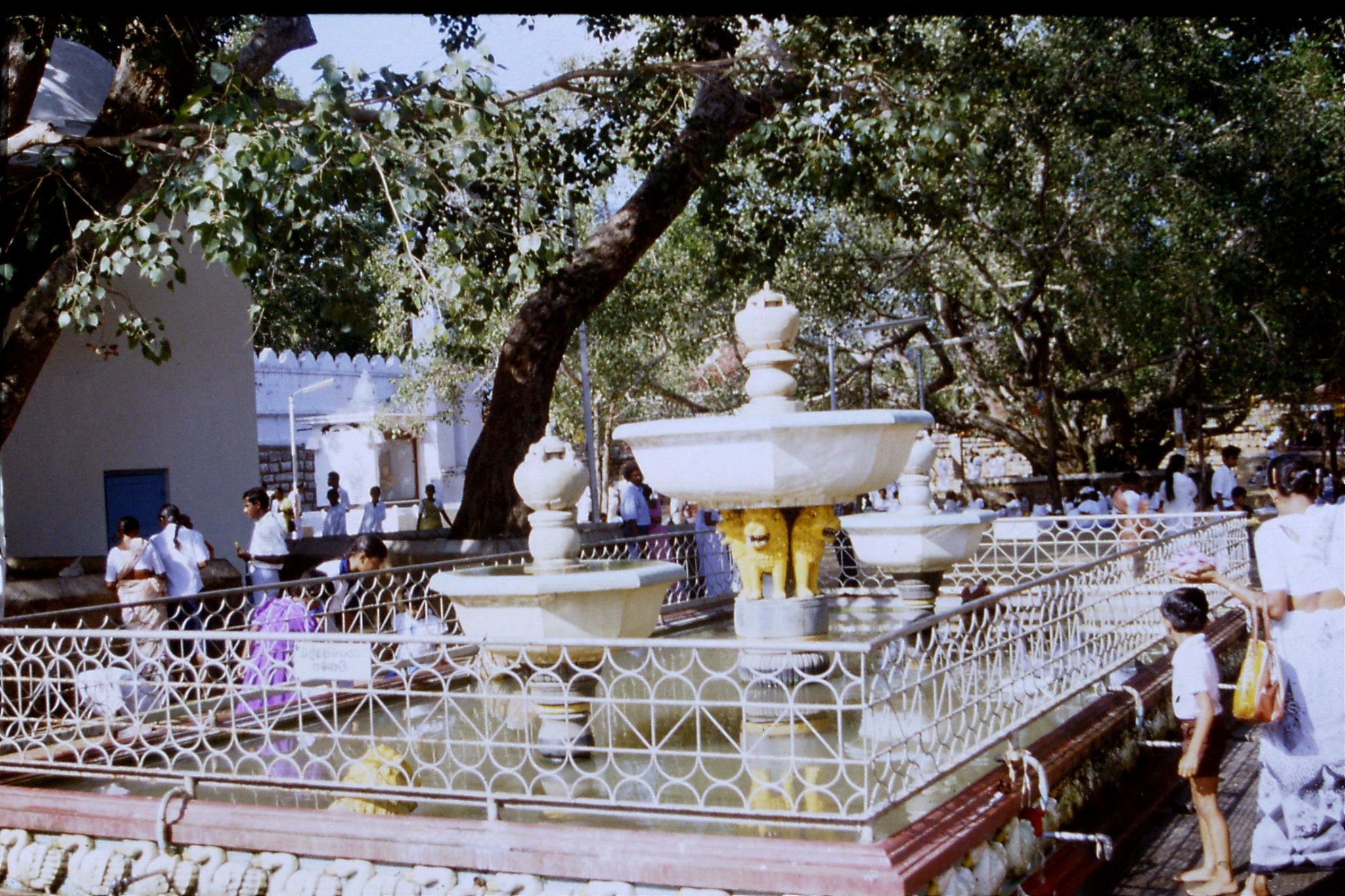 9/2/1990: 6: Anuradhapura, pilgrims with lotus blossoms