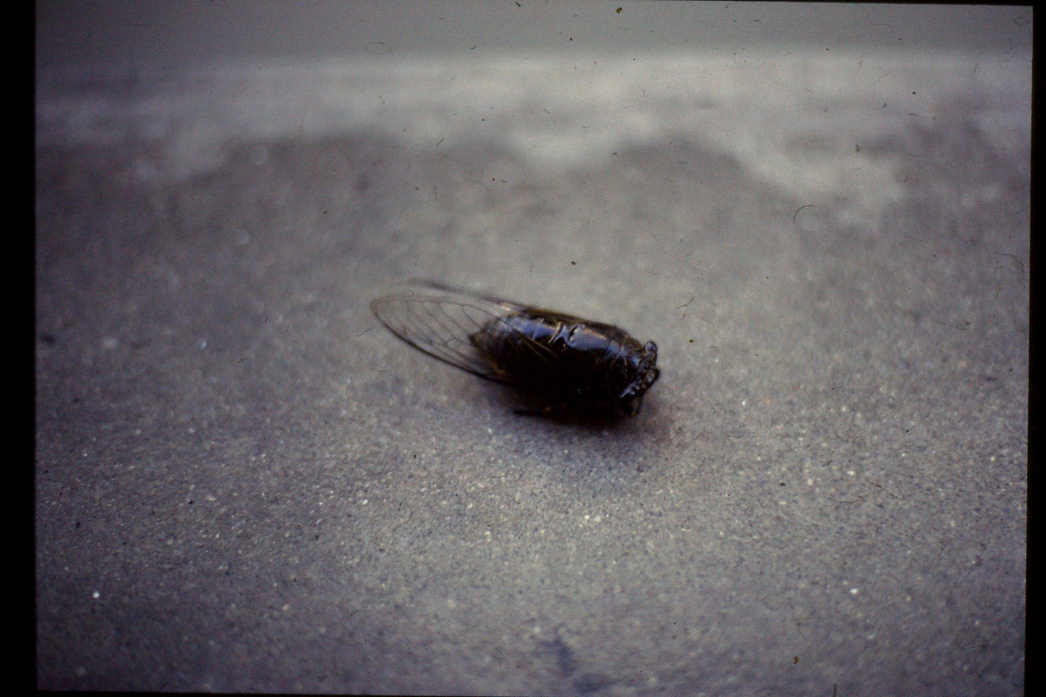 17/7/1989: 29: dead cicadas on balcony