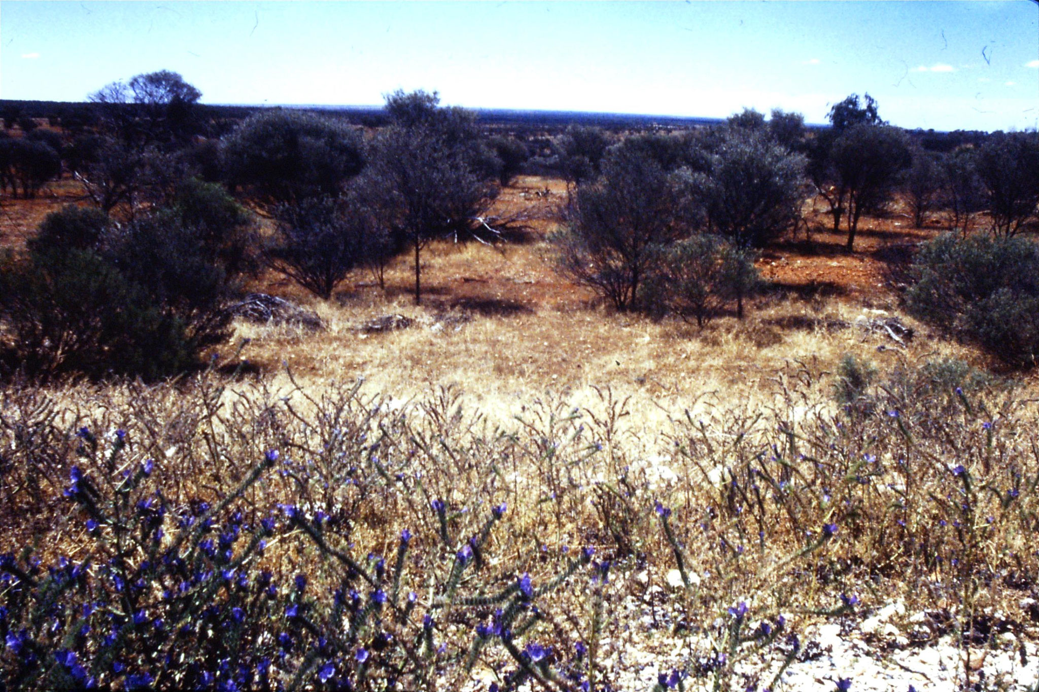 3/11/1990: 20: view north before Willcannia