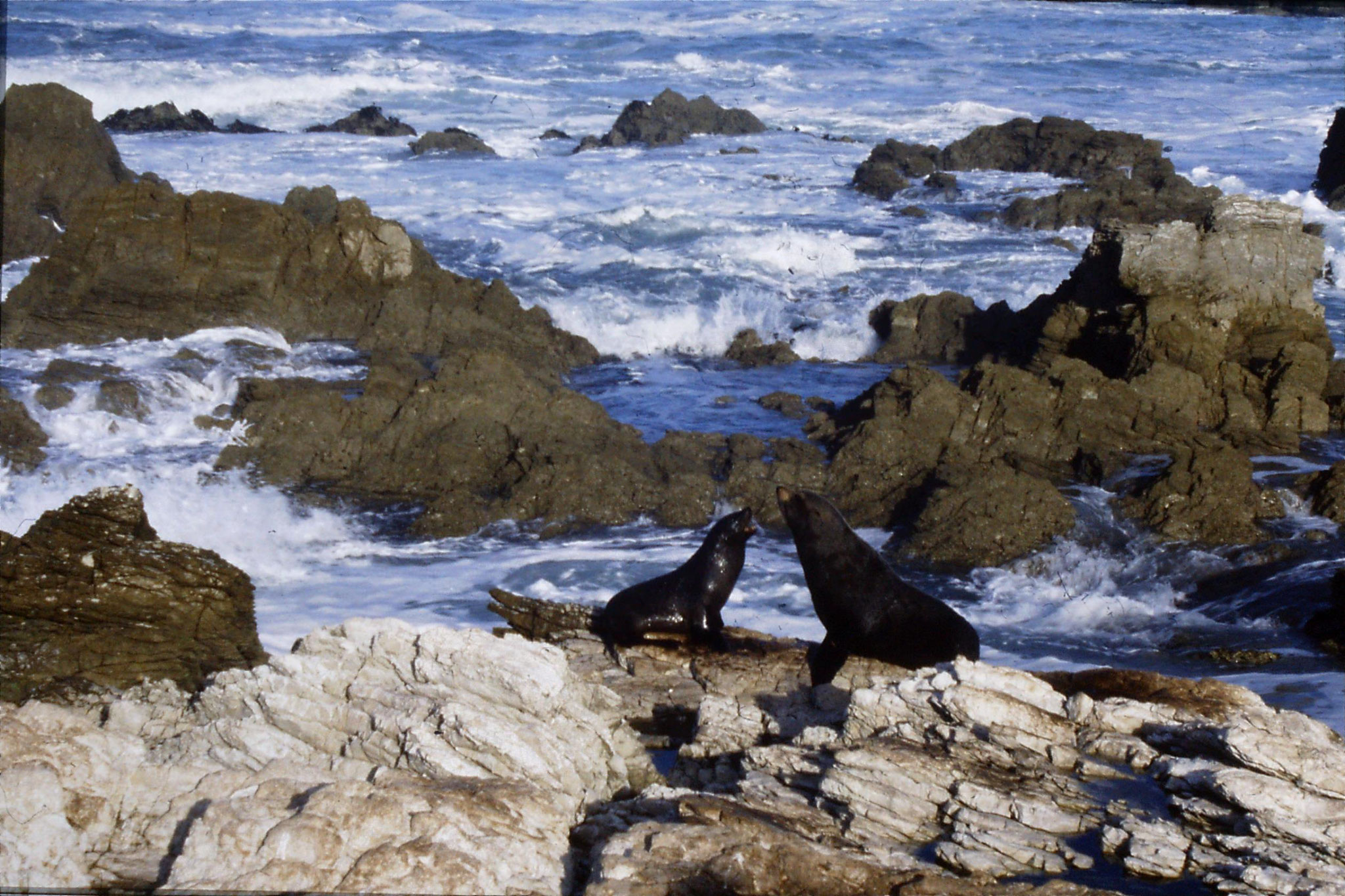 9/8/1990: 14: Kaikoura