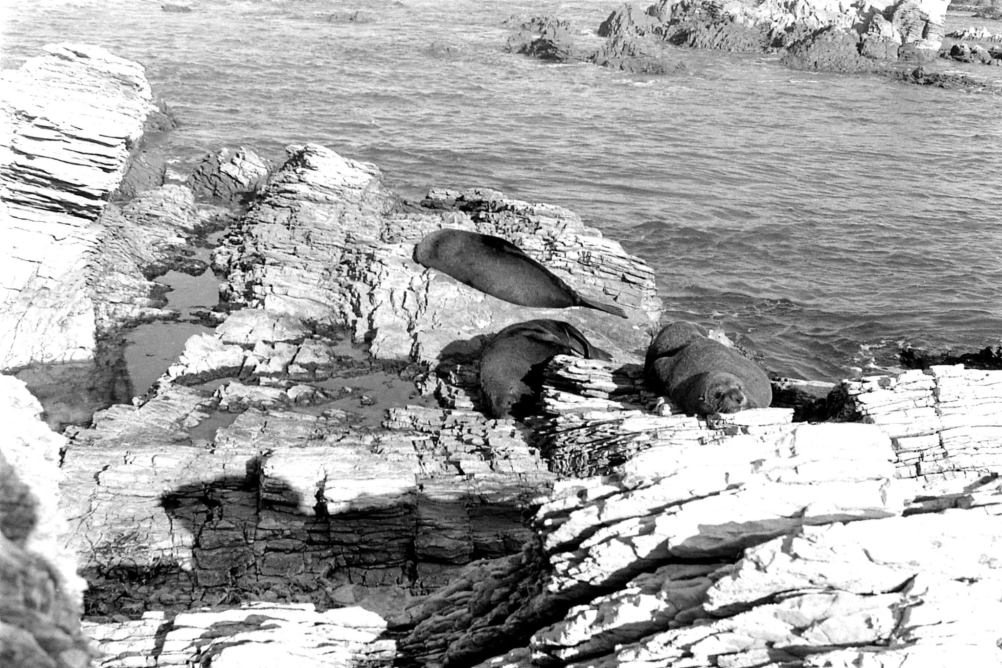 9/8/1990: 23:Kaikoura: seals