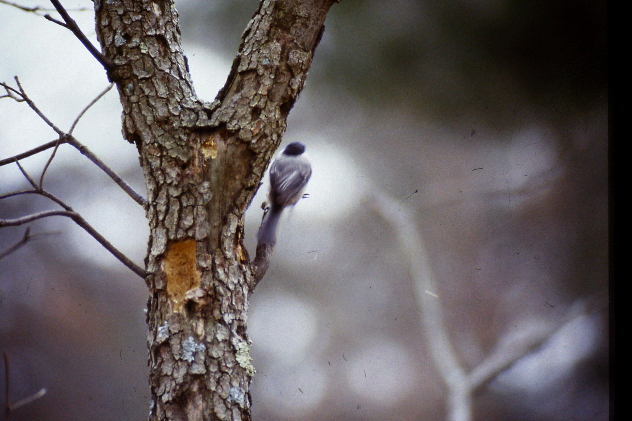 26/3/1991: 8: Prince William Forest Park 