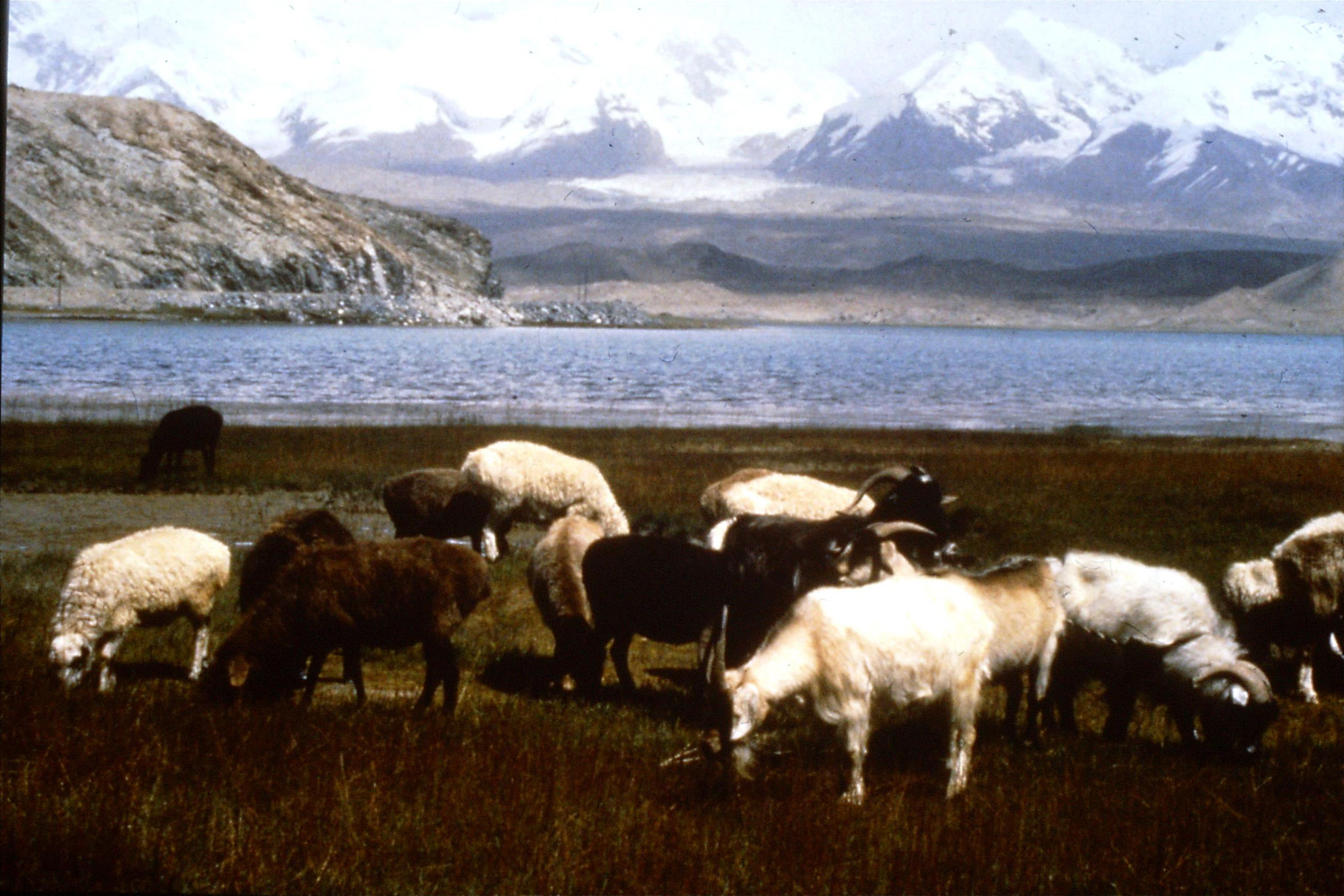 11/9/1989:26: Karakoram Highway, at Karakuli Lake, Mt Muztagta