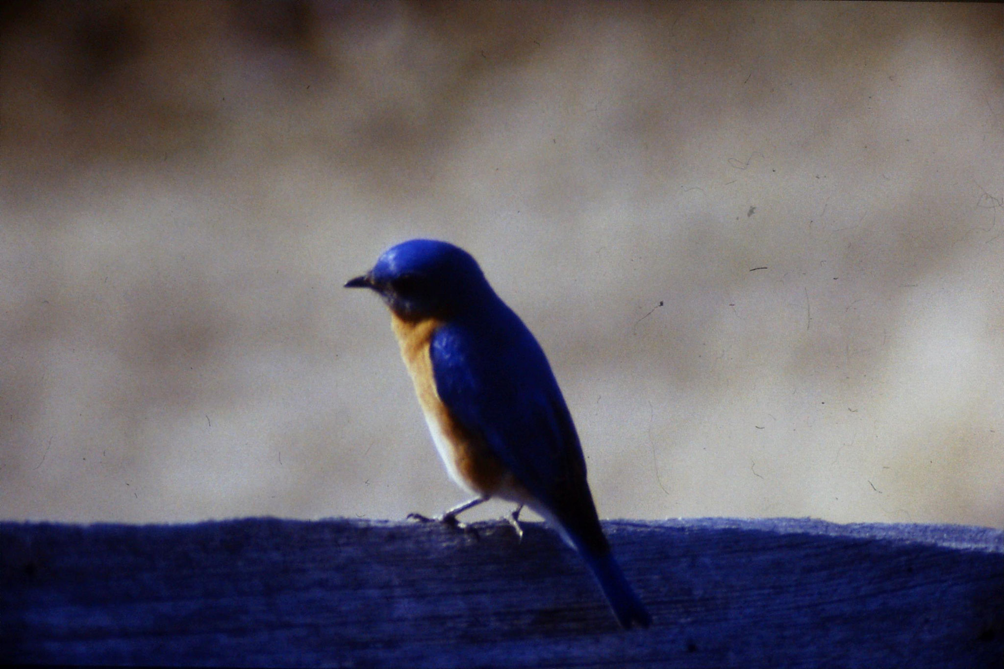 21/3/1991: 6: Blue Bird at Mary Potter's place