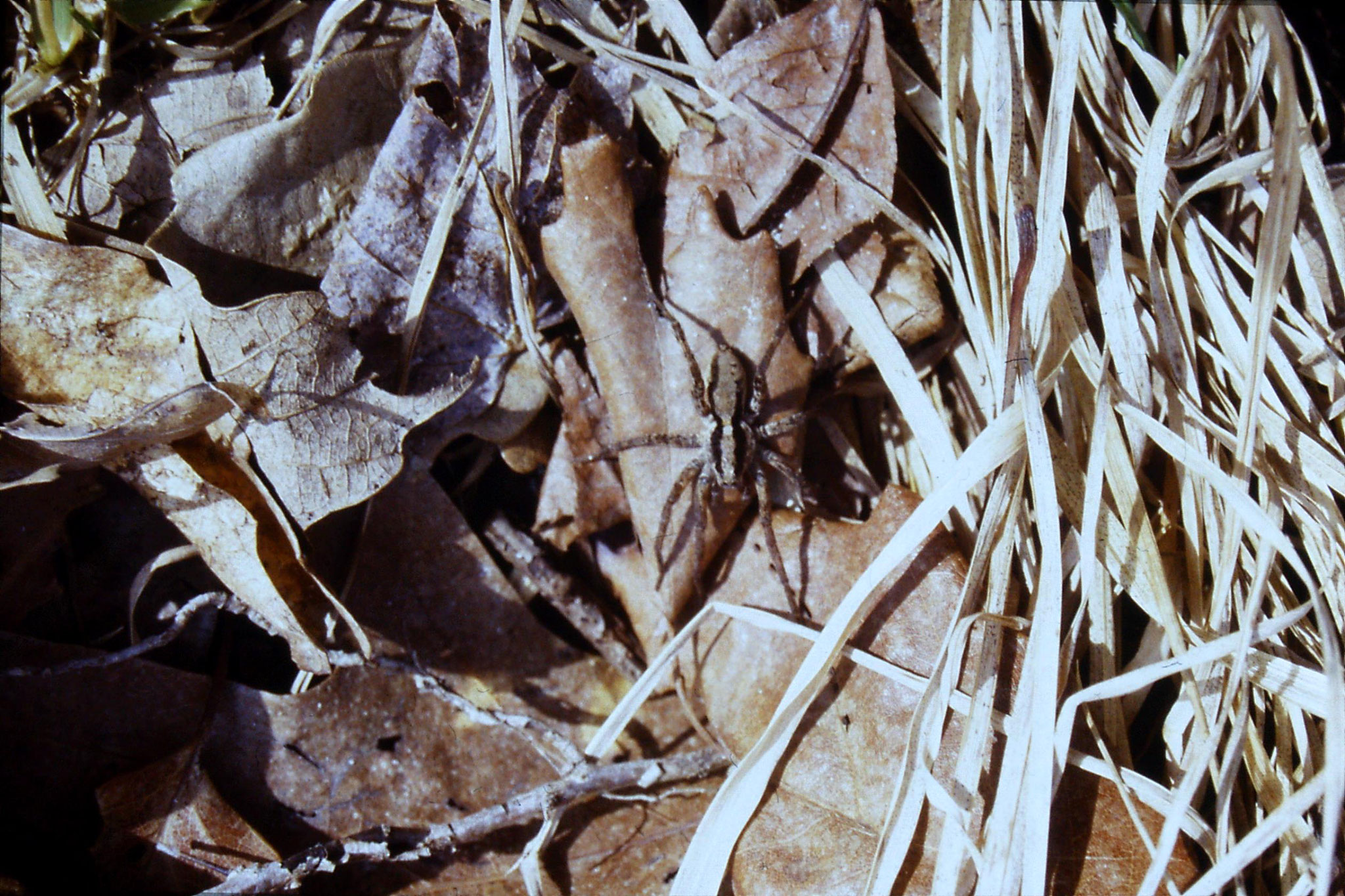 20/3/1991: 1: Seneca Rocks, spider