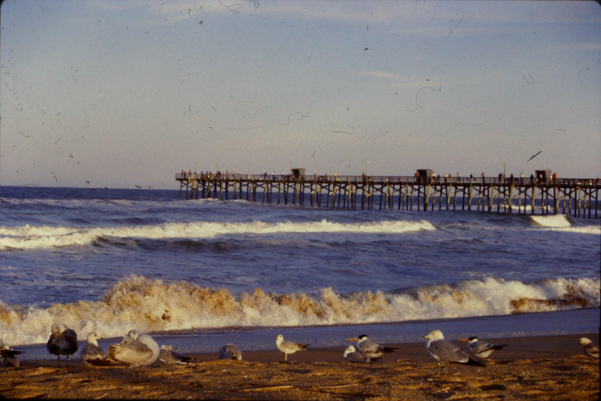 12/3/1991: 9: St Augustine Beach semi-palmated plovers and turnstones