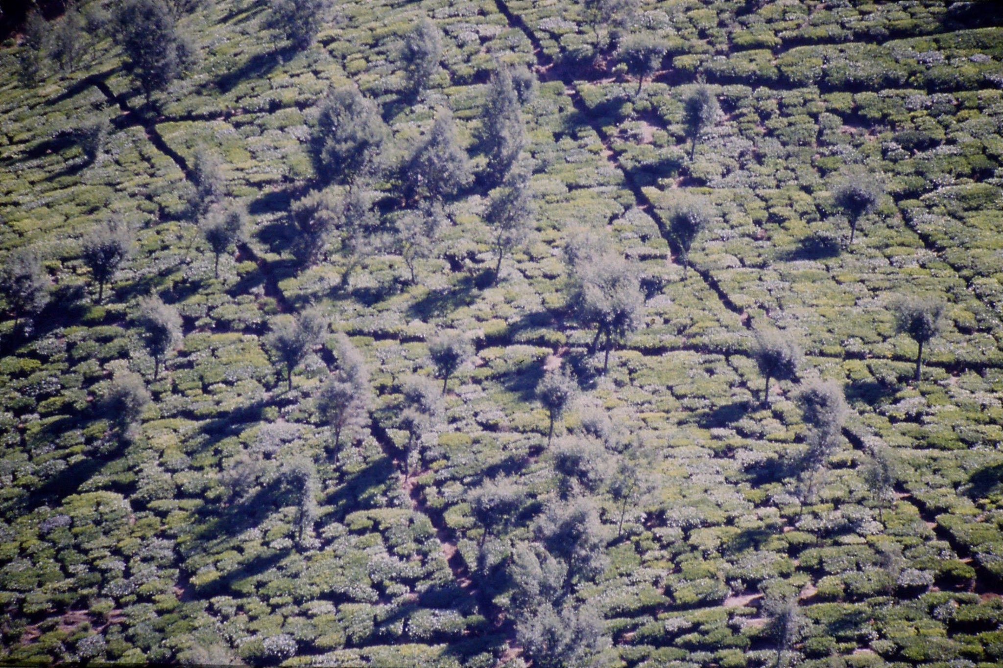 3/2/1990: 0: north of Nuwara Eliya, tea fields