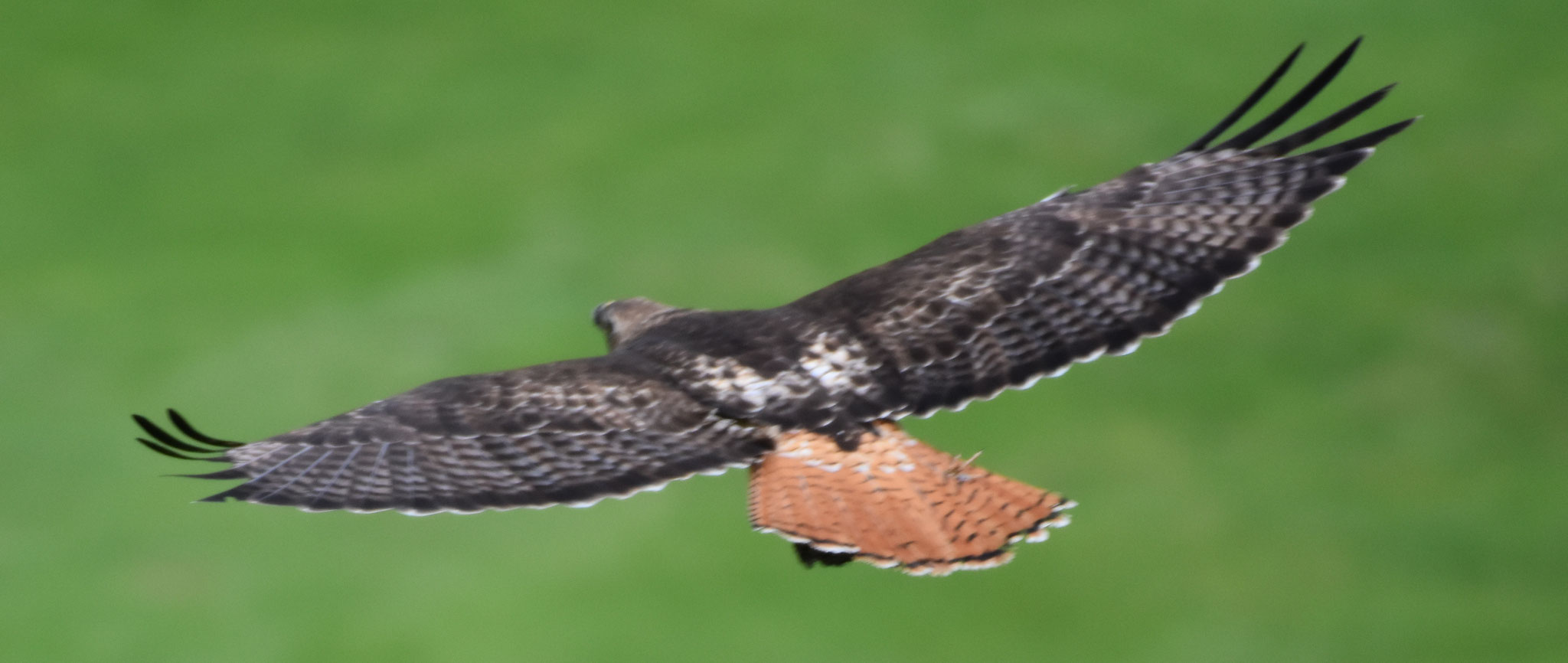 Red-tailed Hawk