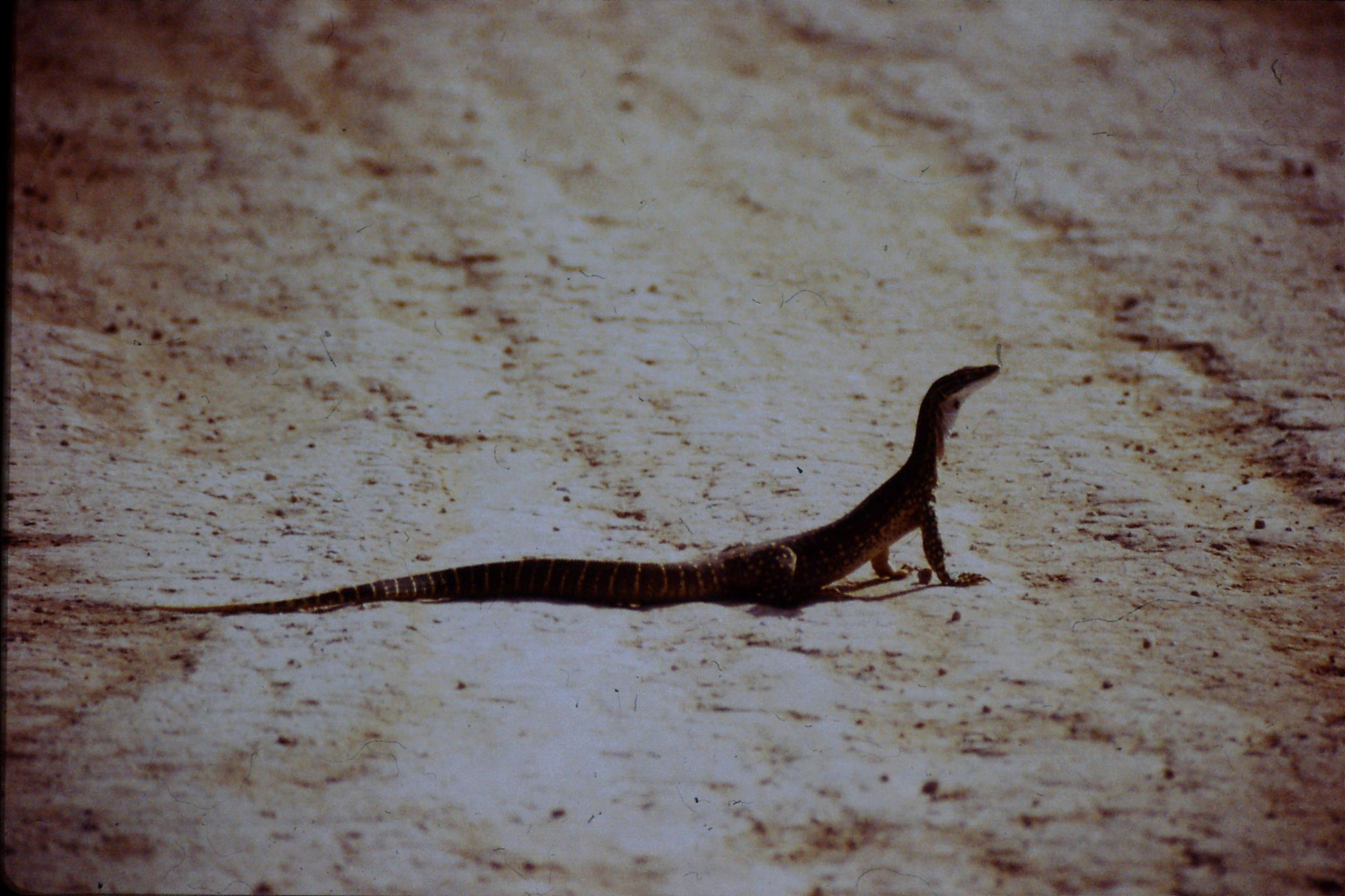 3/11/1990: 21: monitor 3ft near Merindee