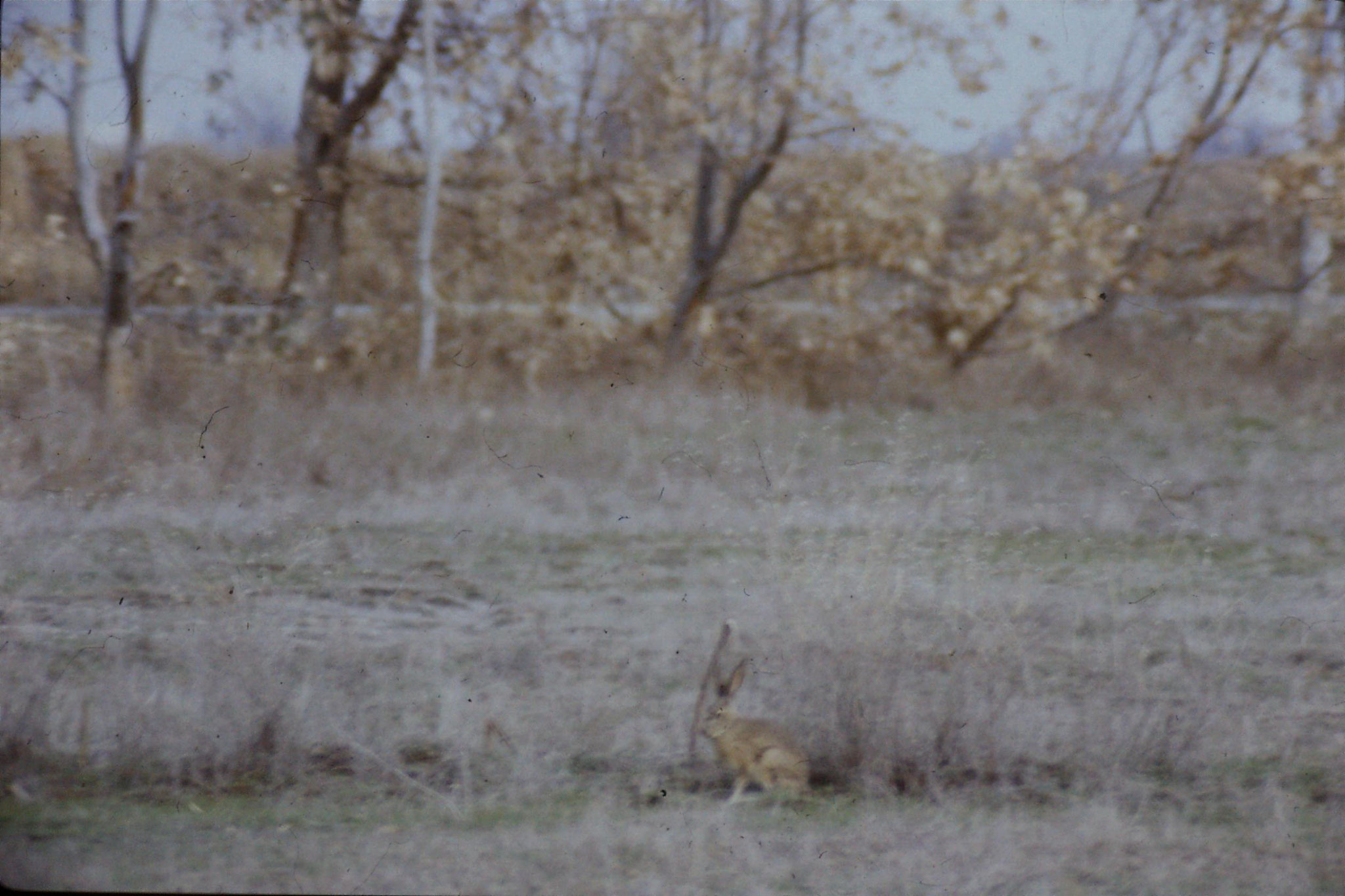 15/2/1991: 16: Sacramento NWR, Black Tailed Jack Rabbit