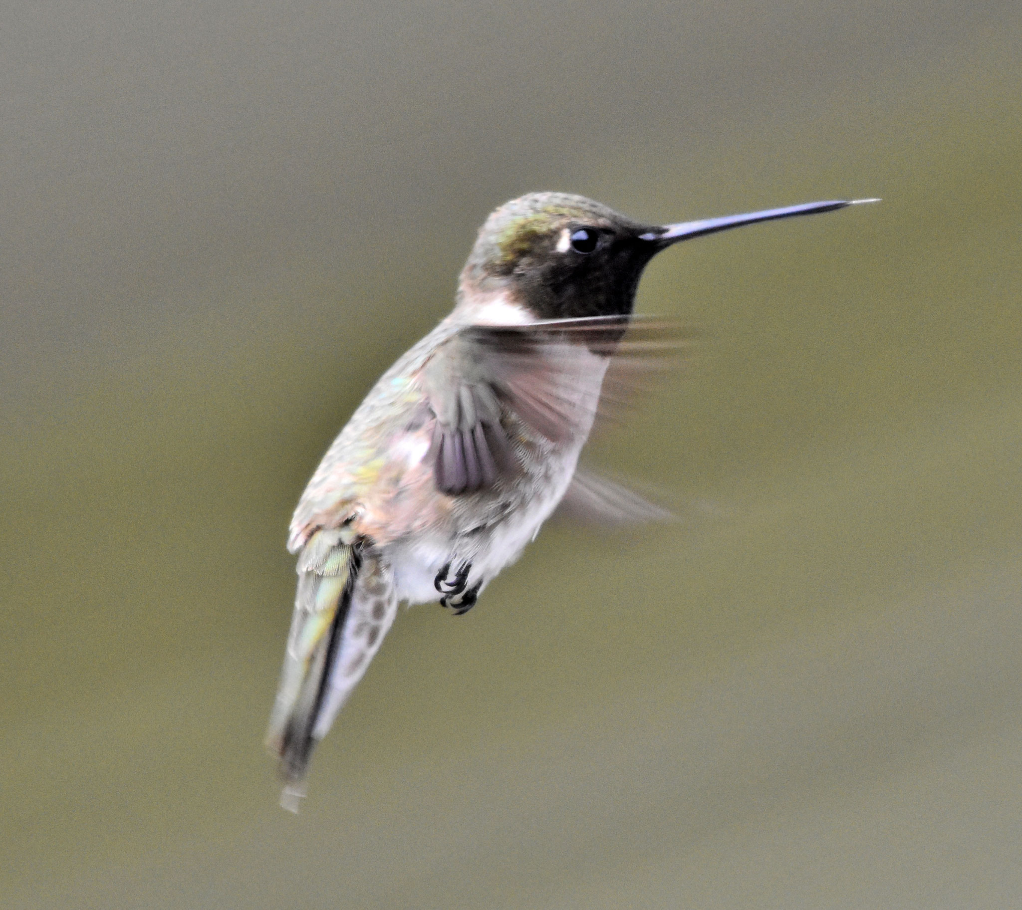 Black-chinned Hummingbird