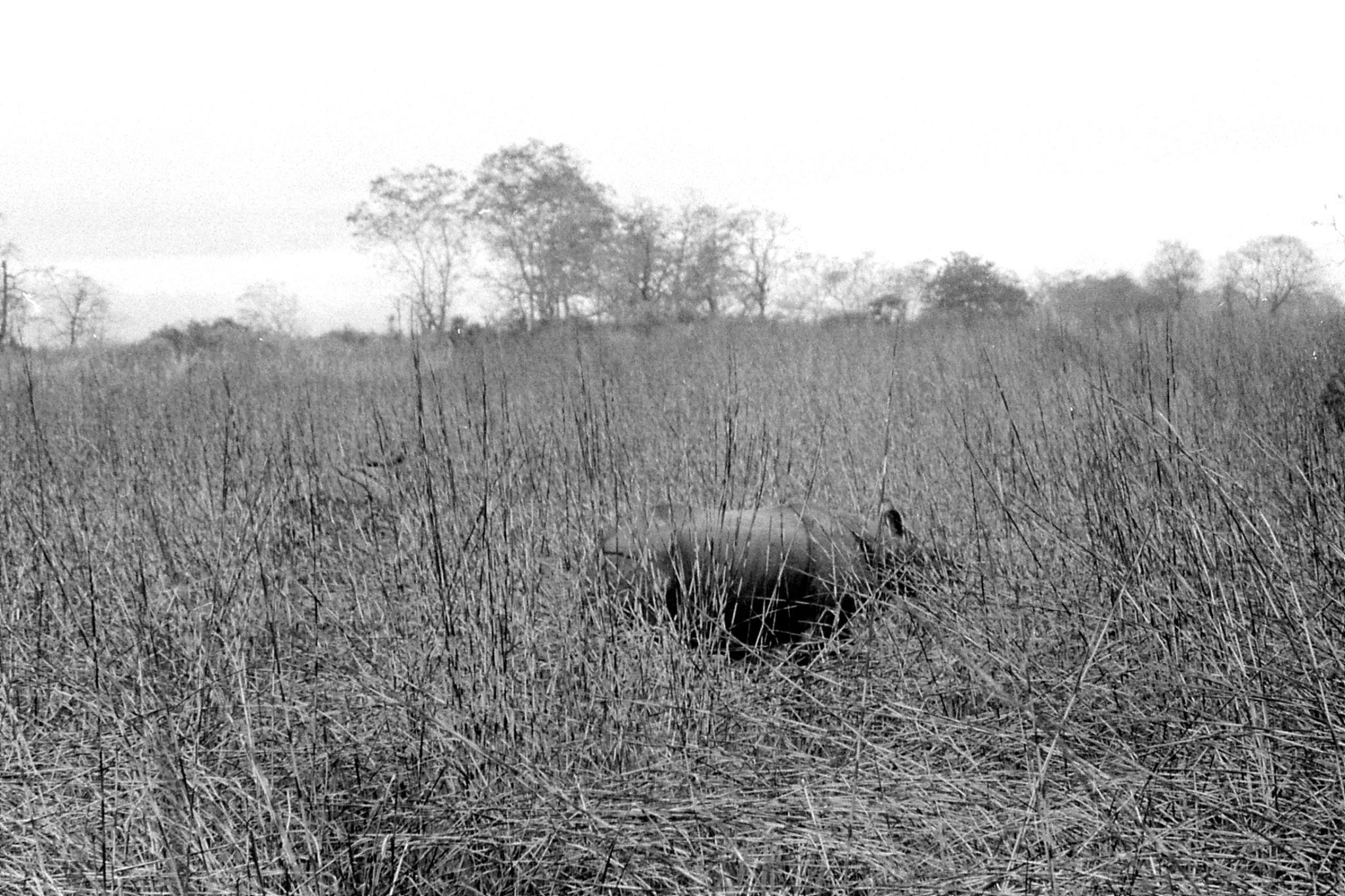 9/4/1990: 27: Kaziranga Indian One Horned Rhino