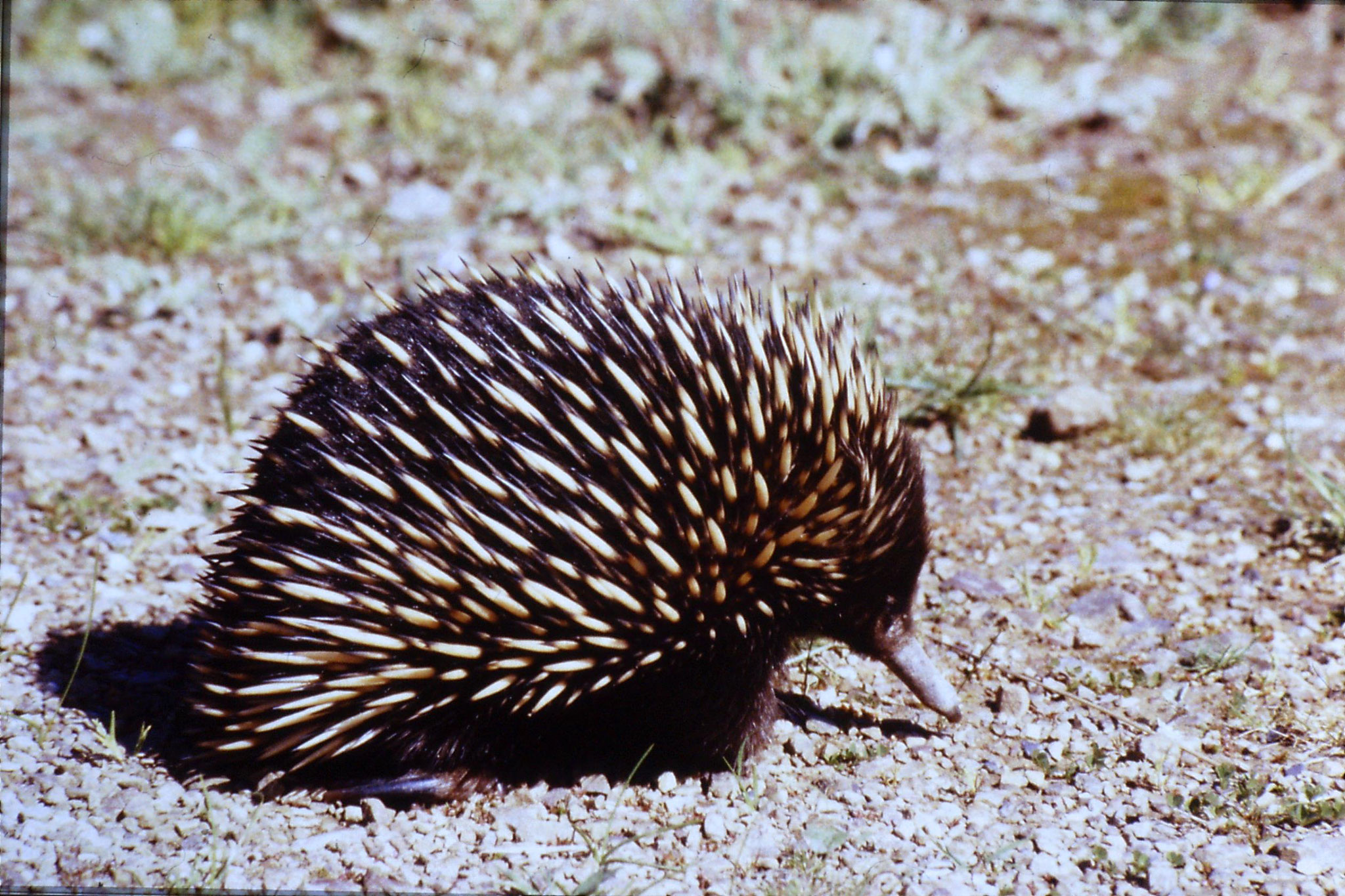 27/9/1990: 29: Eildon, echidna