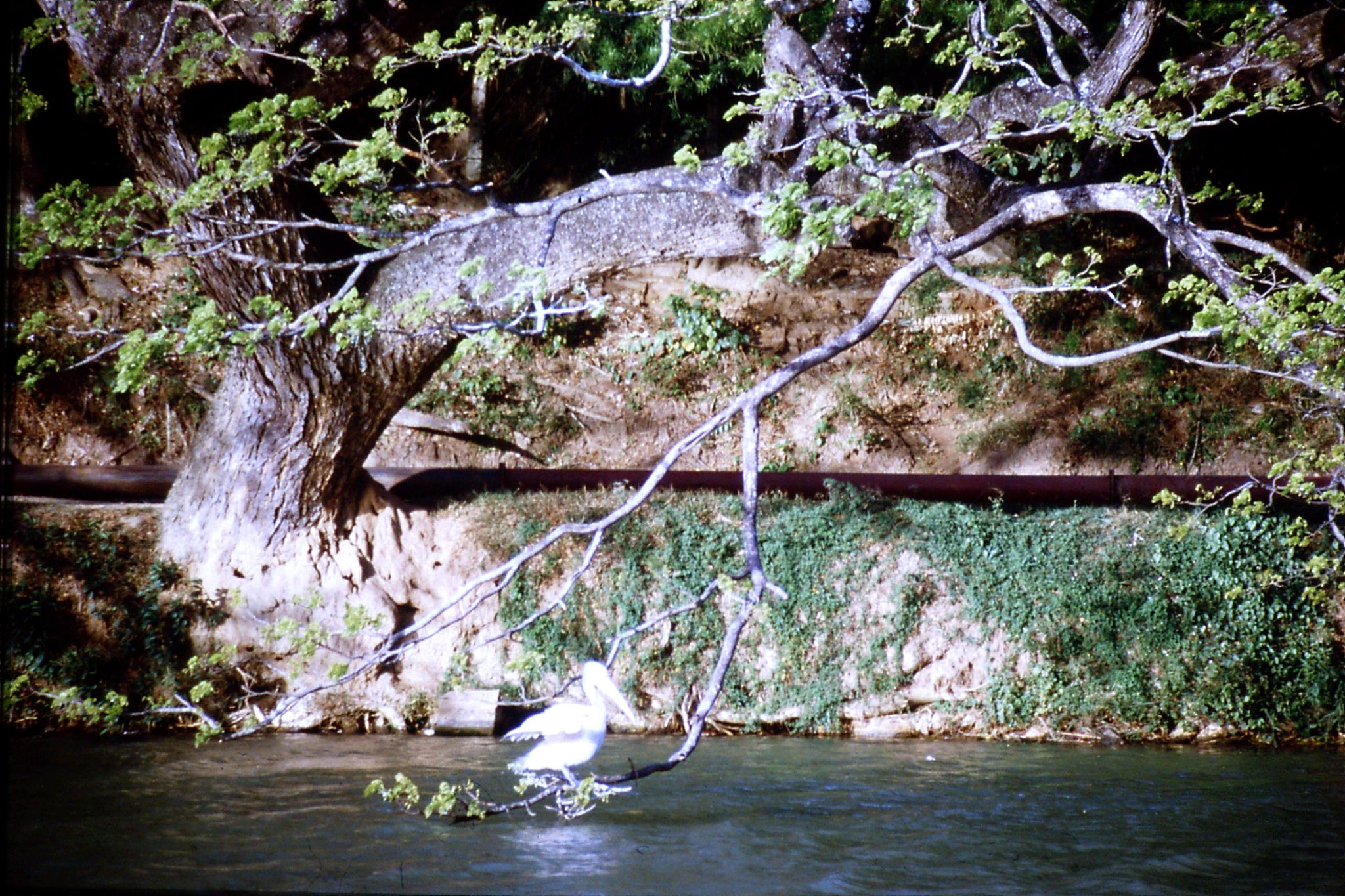 4/2/1990: 13: Kandy Lake pelican