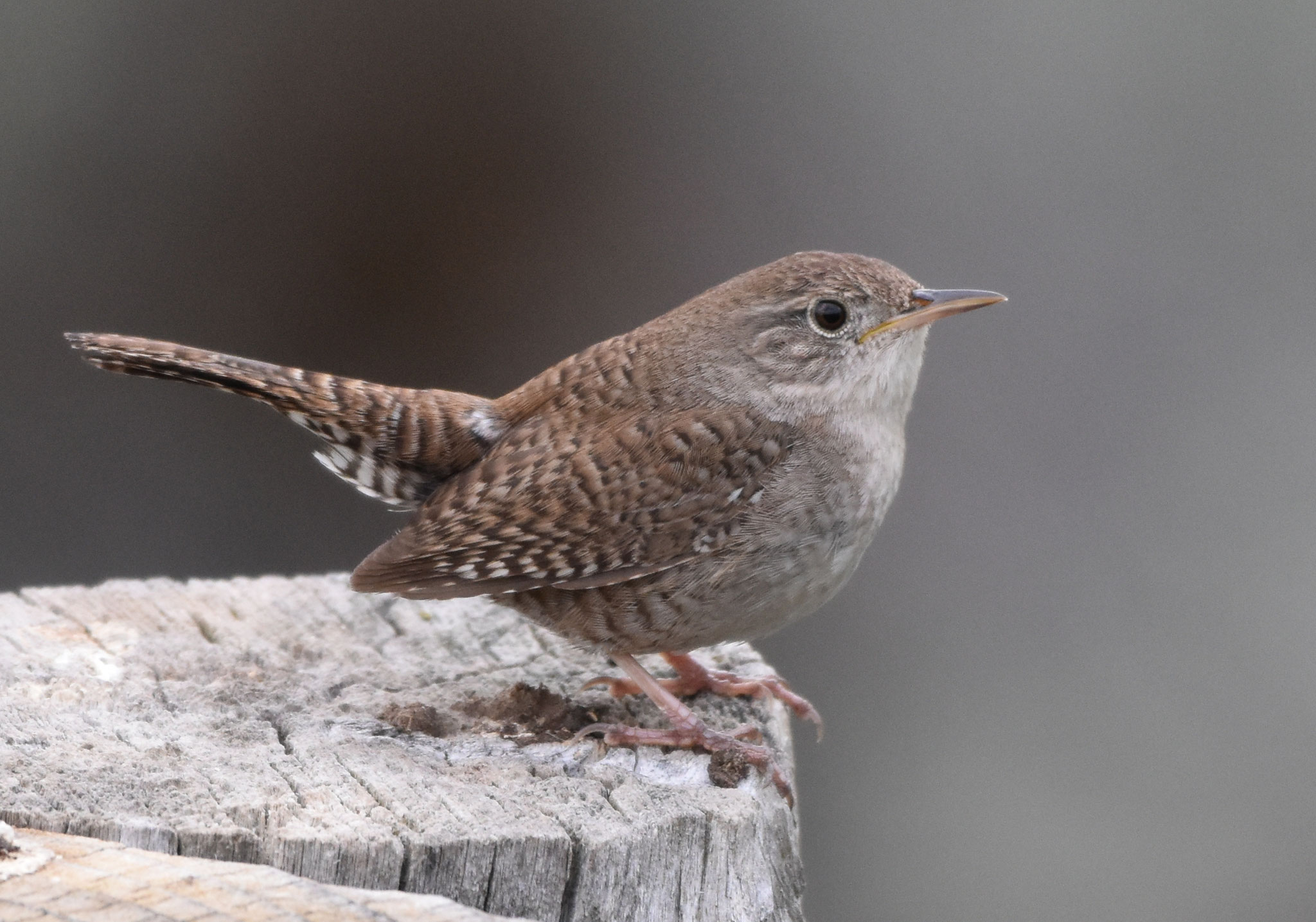 House Wren