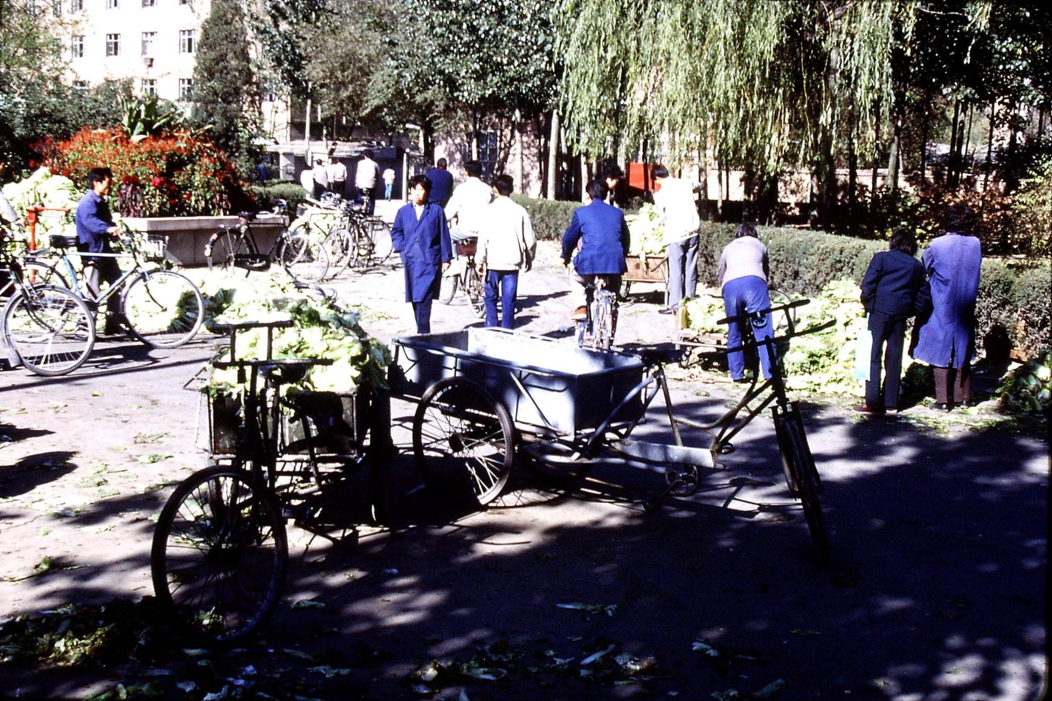 4/11/1988: 21: west Beijing cabbage sellers